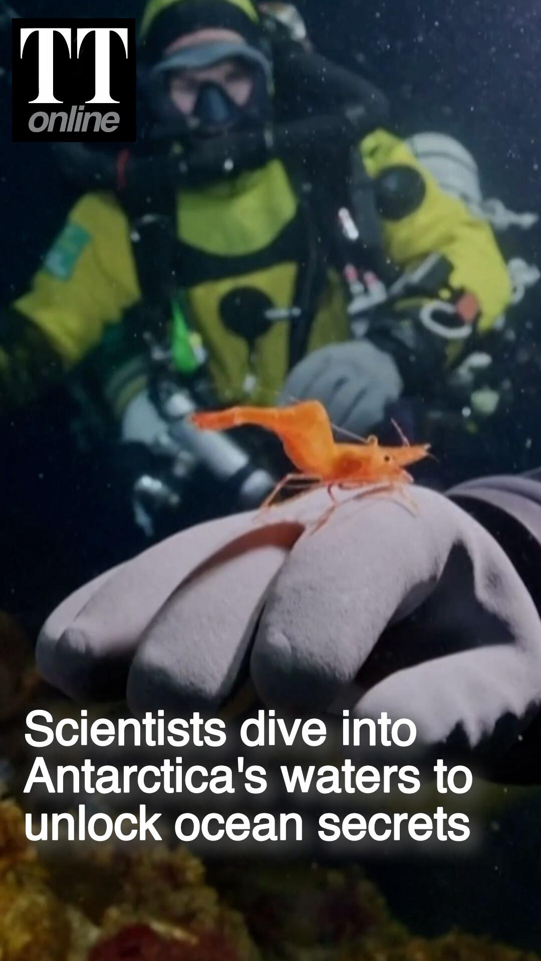 Researchers Dive Into Antarctica's Mesophotic Zone to Unlock Ocean Secrets