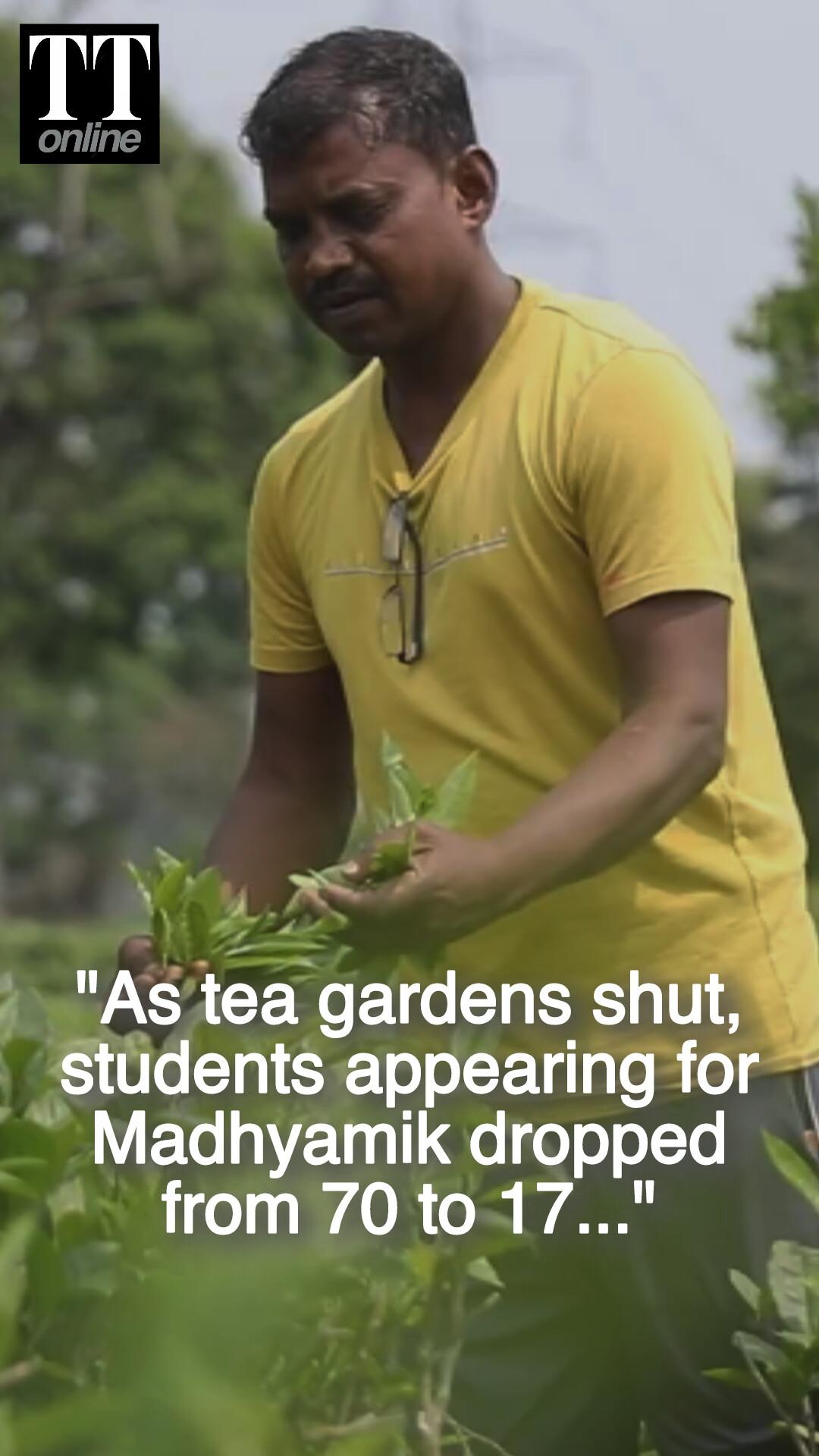 Bengal Elections 2026 | A Generation of Tea Garden Workers Slowly Perish Over Low Income