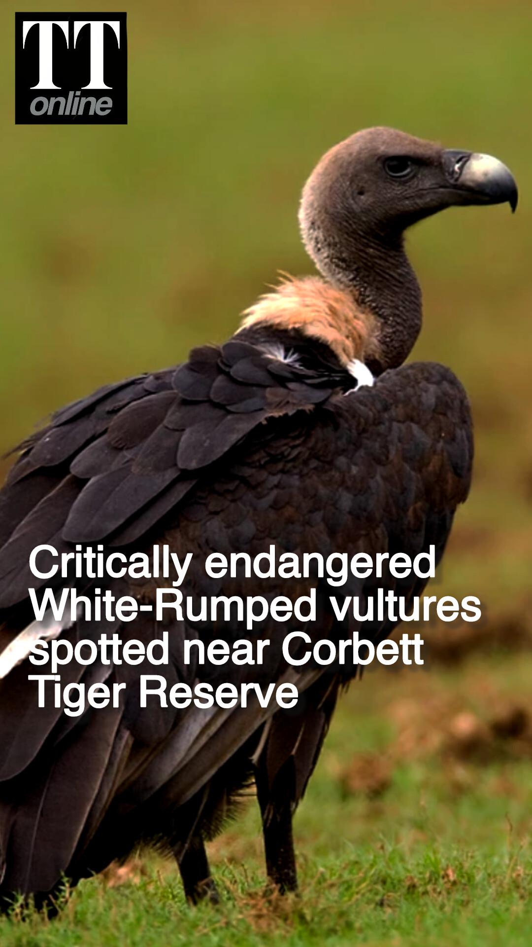 Six Endangered White-Rumped Vultures Sighted Near Corbett Tiger Reserve Raises Hope