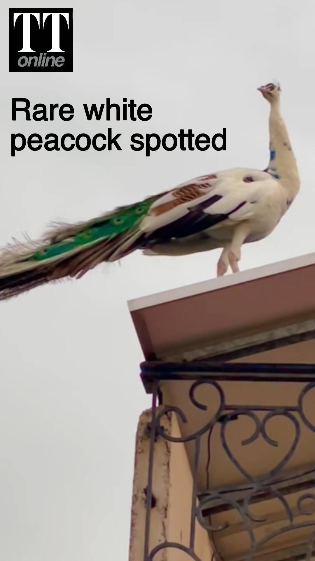 Pair of White Peacocks Spotted Sitting on a Rooftop —All About the Rare Species