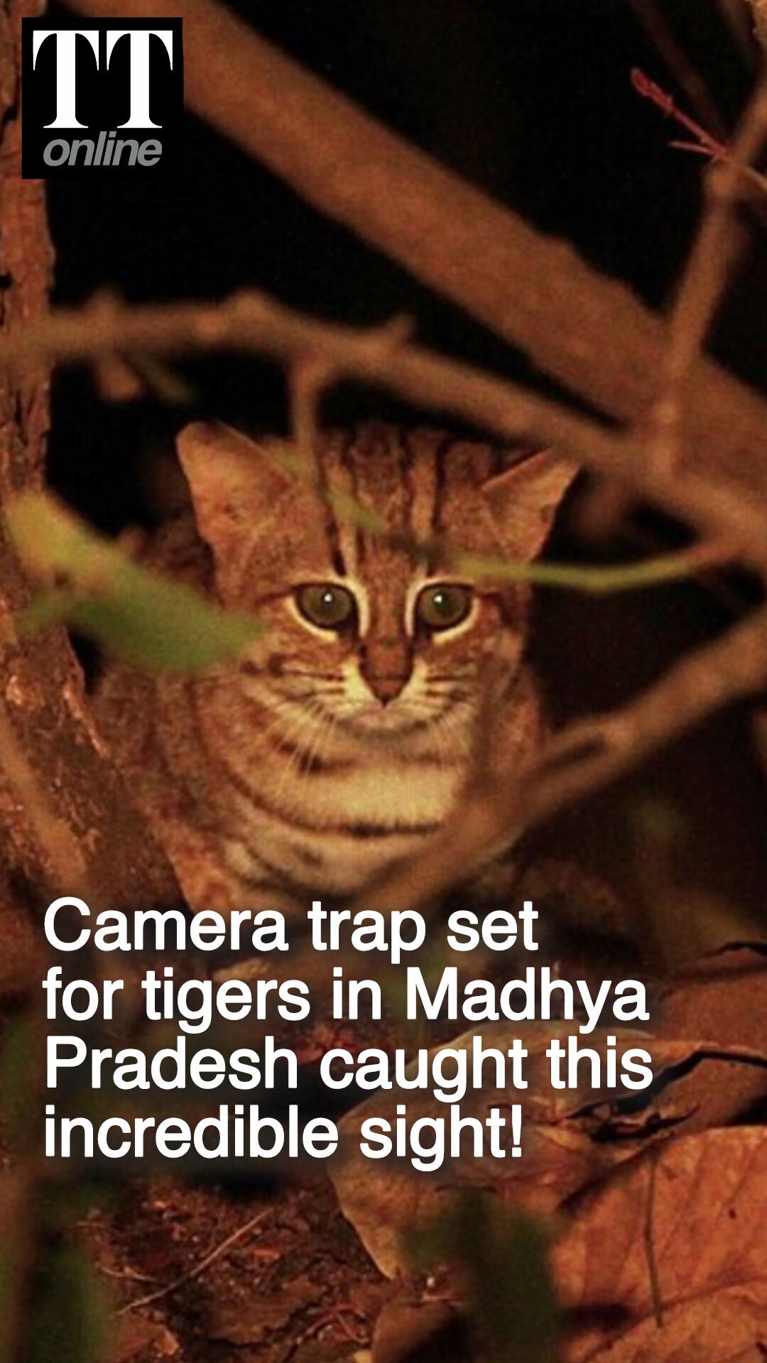 Rusty-spotted cat, Asia's Tiniest Wild Cat, Clicked for the first time in Madhya Pradesh