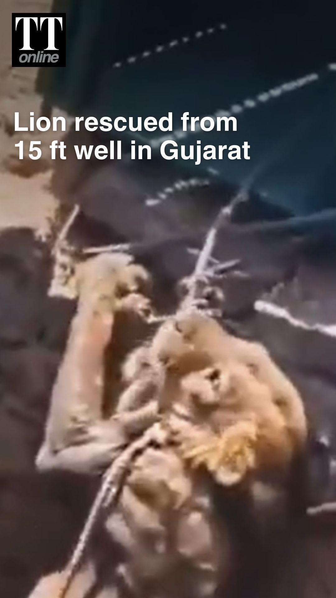 WATCH | Lion Pulled to Safety From Well After Hour-Long Rescue in Gujarat