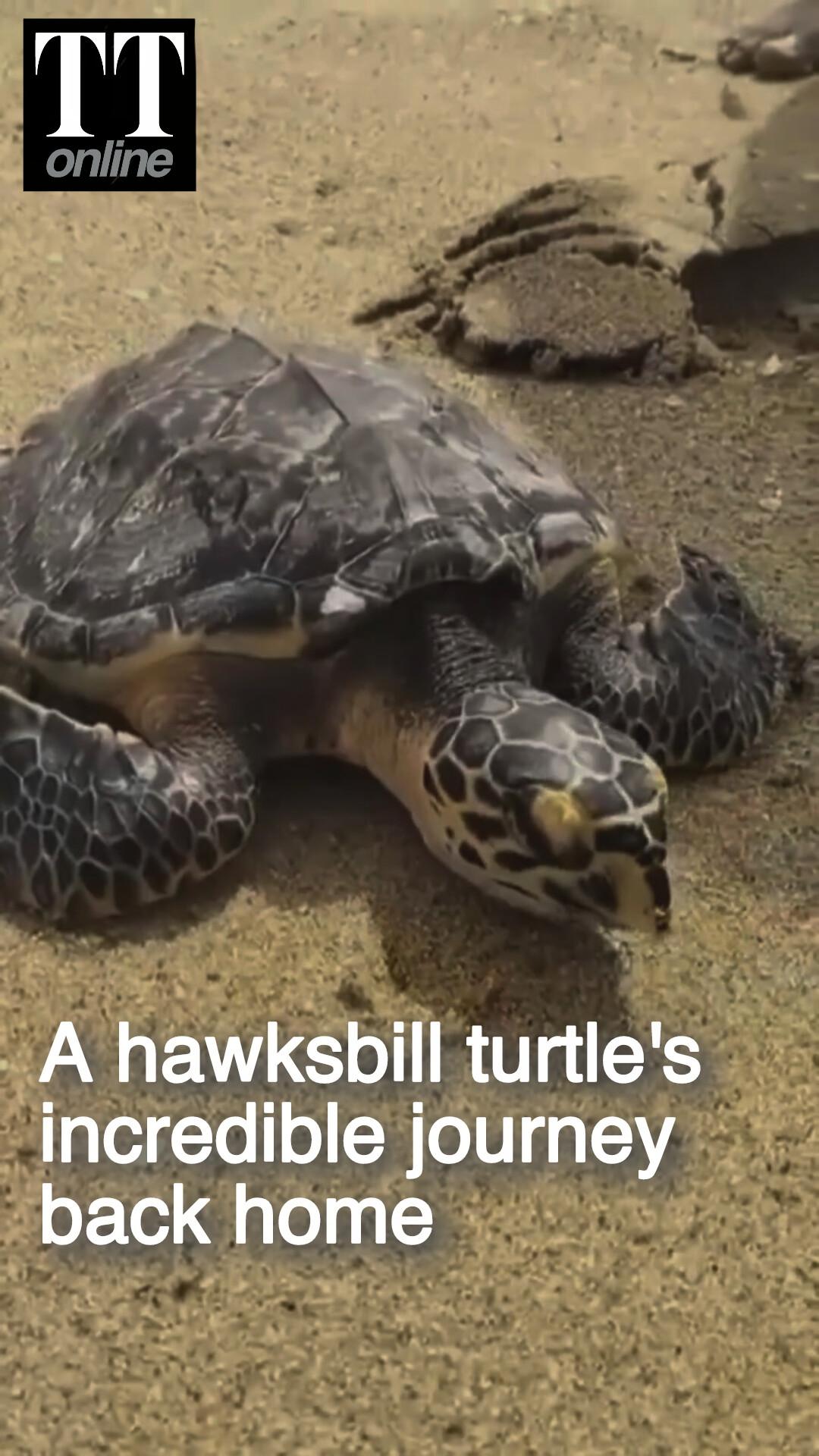 Remarkable Story of an Endangered Hawksbill Turtle's Second Chance at Life