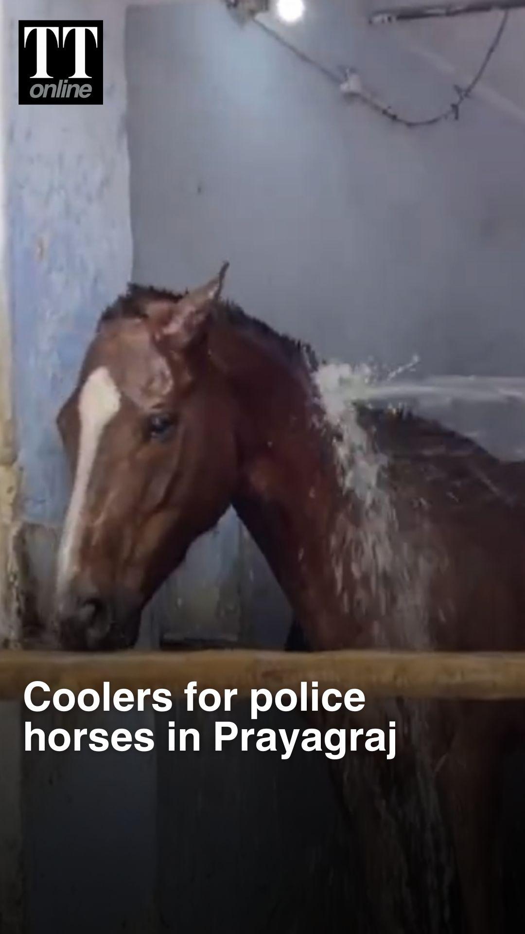 As Temperatures Soar, Prayagraj Police Step Up Desert Coolers for Mounted Horses