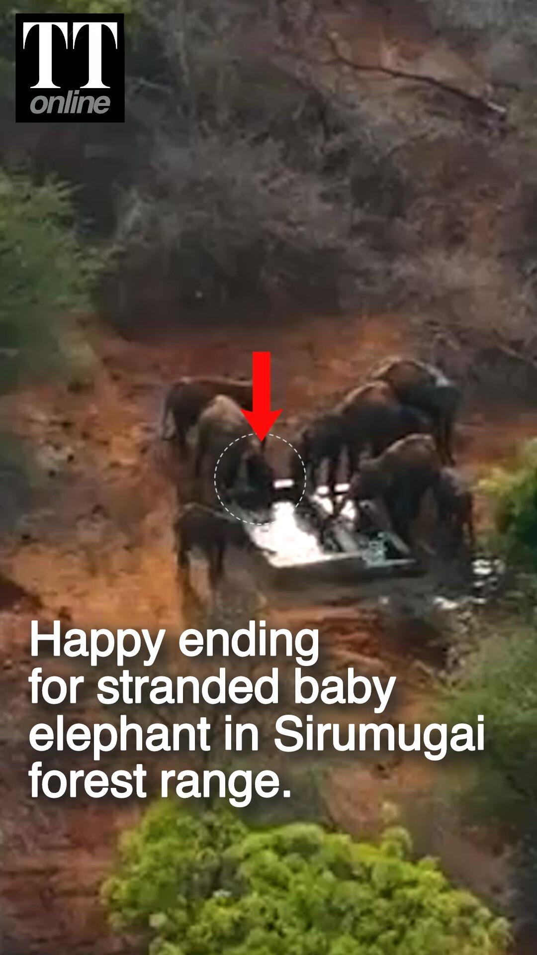 3 Month-old Stranded Elephant Calf Reunited With its herd near Sirumugai, Tamil Nadu