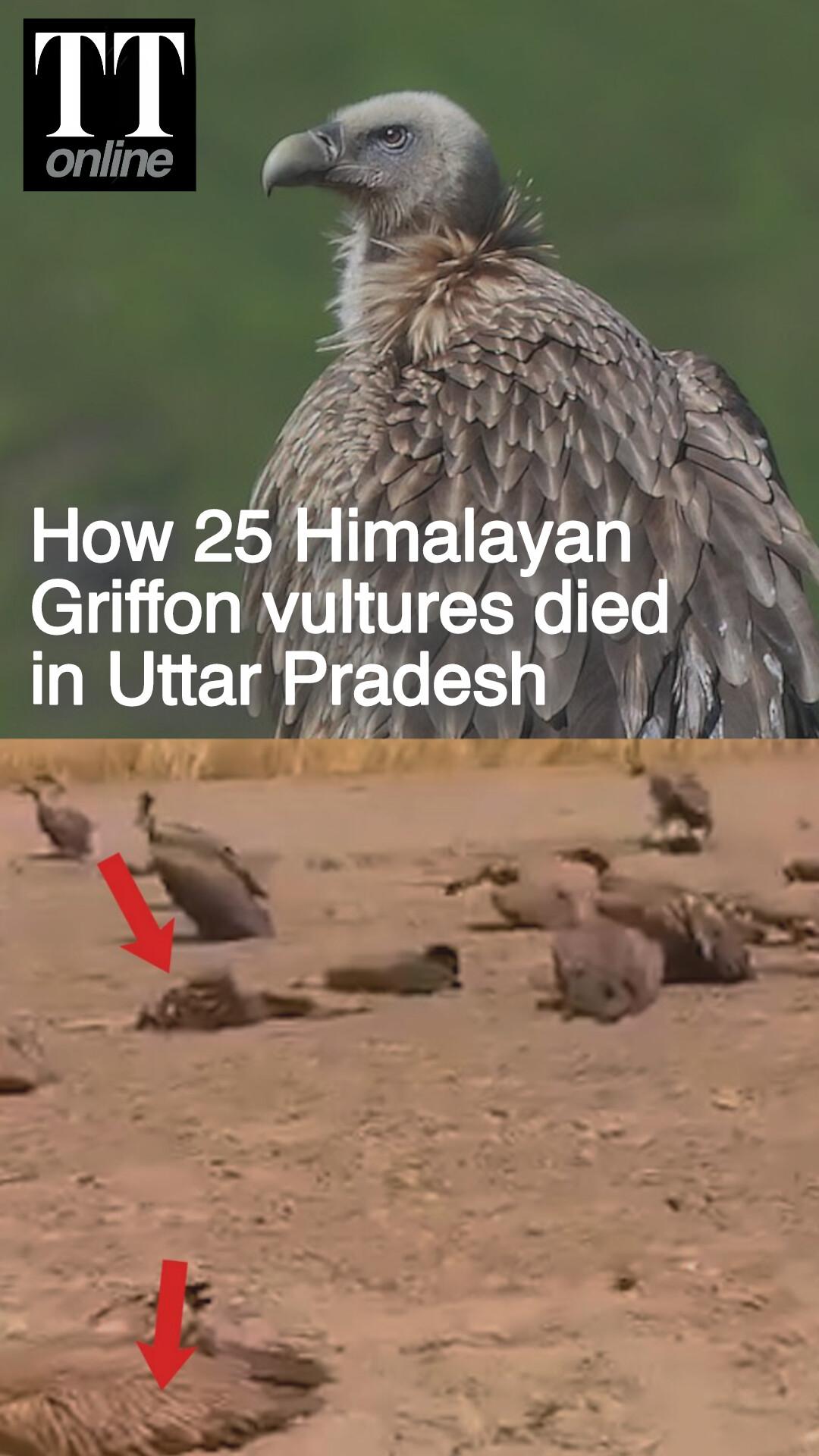 25 Himalayan Griffon Vultures Die After Eating Poisoned Dog Carcasses in Uttar Pradesh