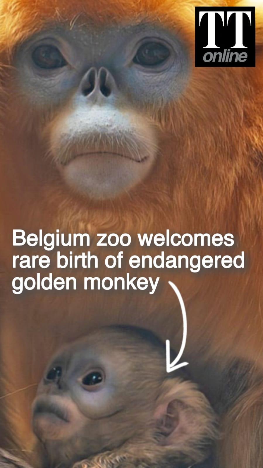 Belgium Zoo Welcomes Birth of Endangered Golden Monkey — First in the Country