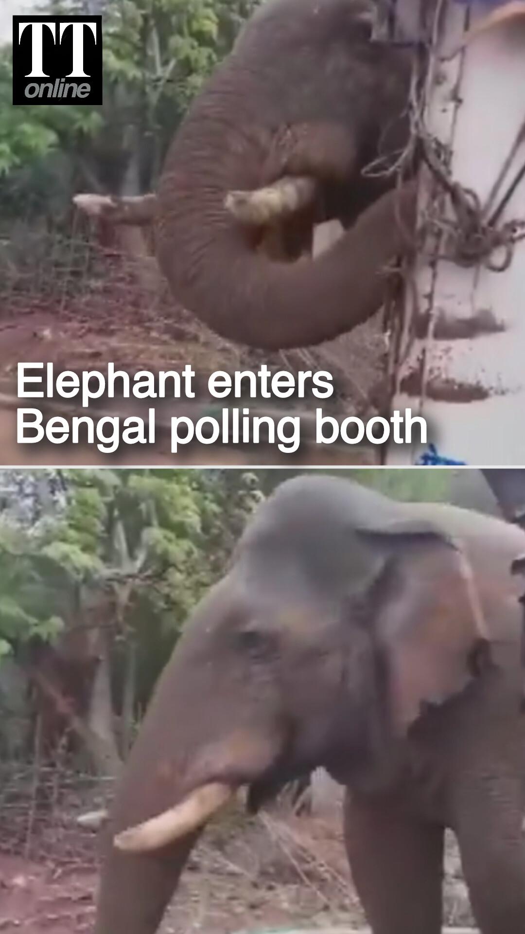 Elephant Comes Close to Polling Station at a Primary School in Jhargram