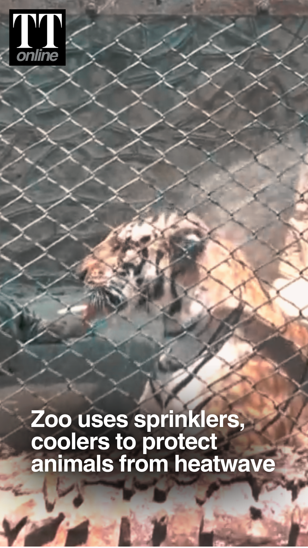 Zoo Uses Coolers And Sprinklers To Protect Animals in Jaipur As Heatwave Hits North India