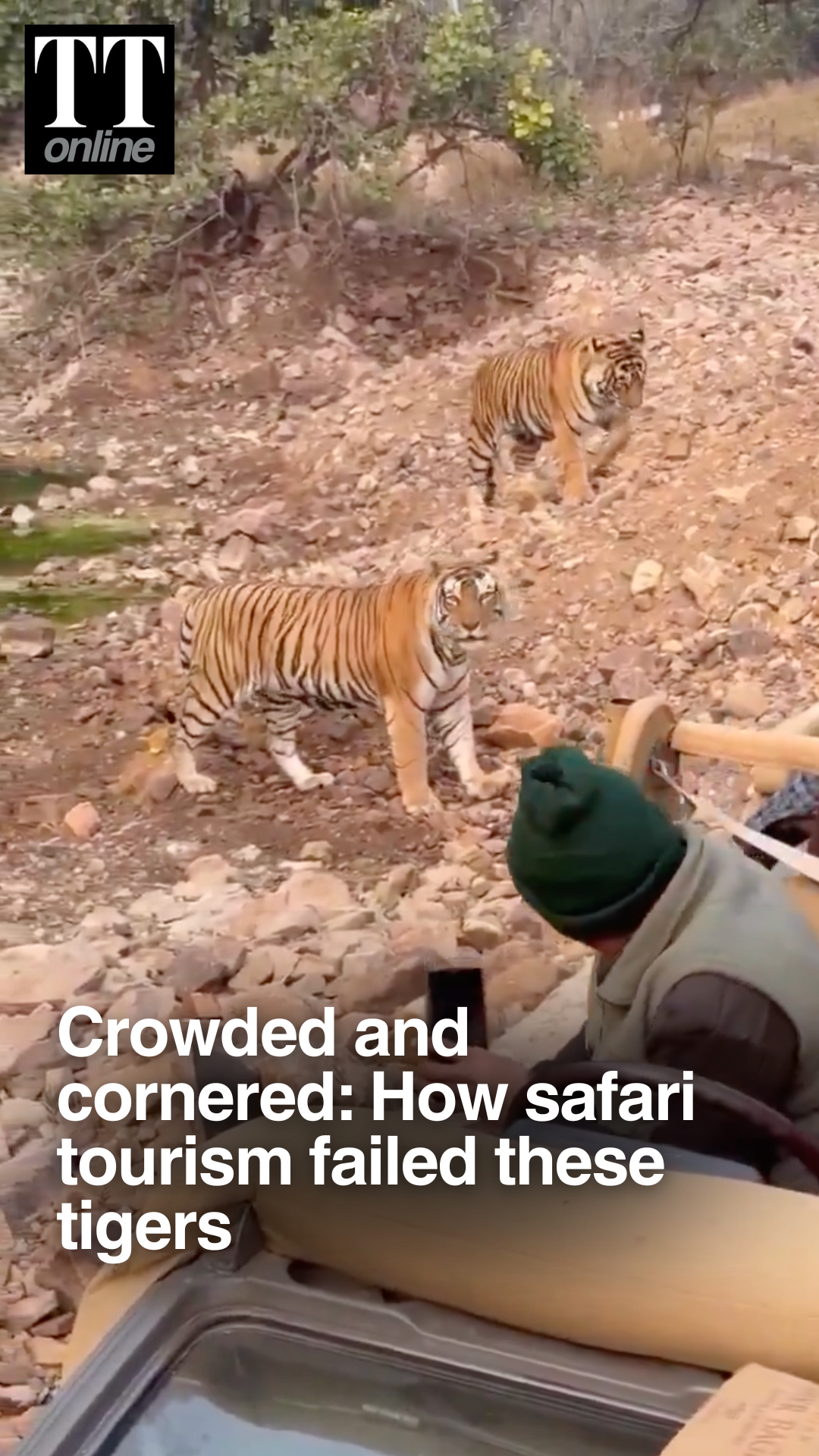 New Tiger Safari Video Exposes How Reckless Tourism is Harming Wildlife