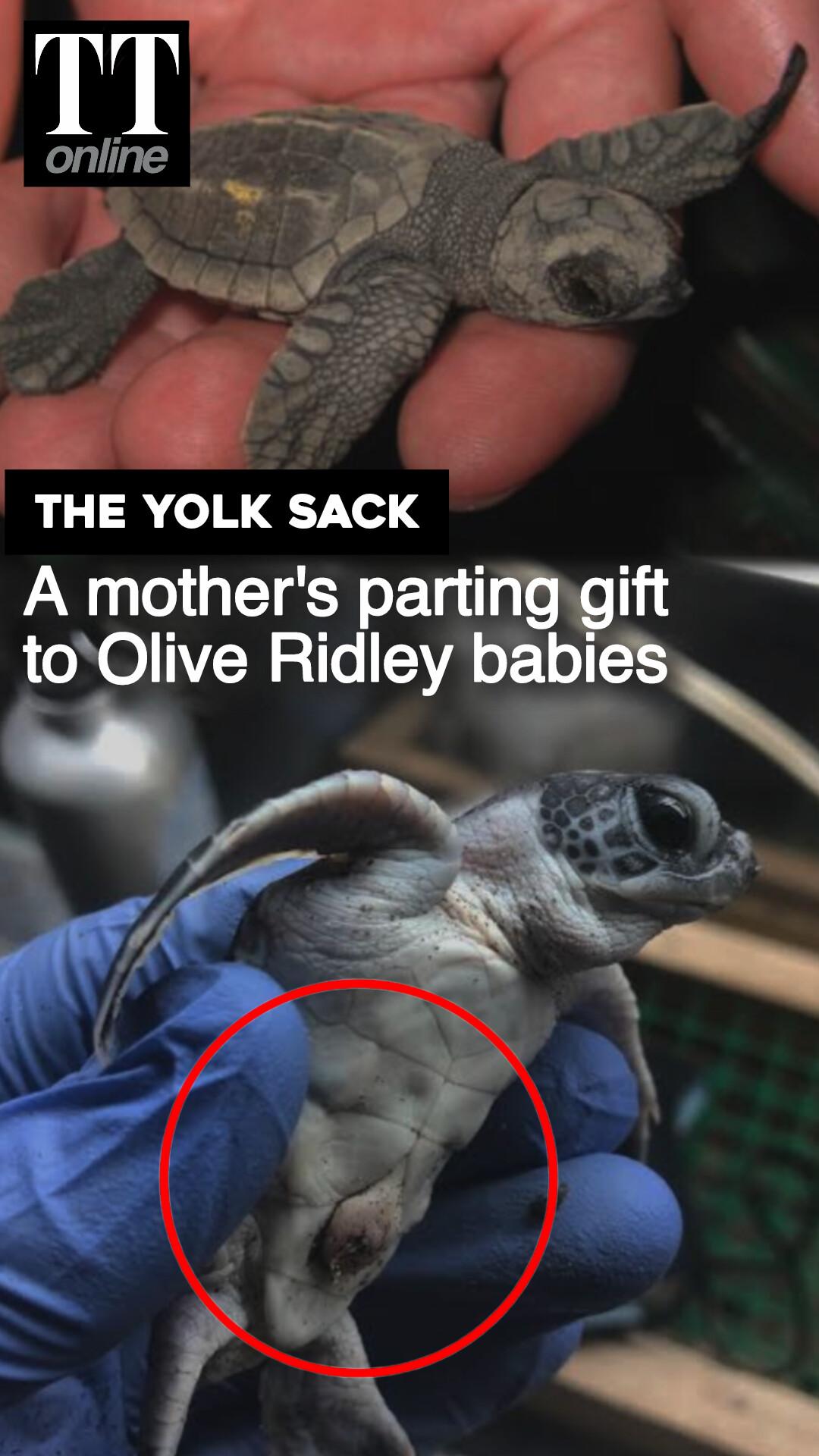 A Mother's Parting Gift—What Makes Olive Ridley's Arribada Incredible