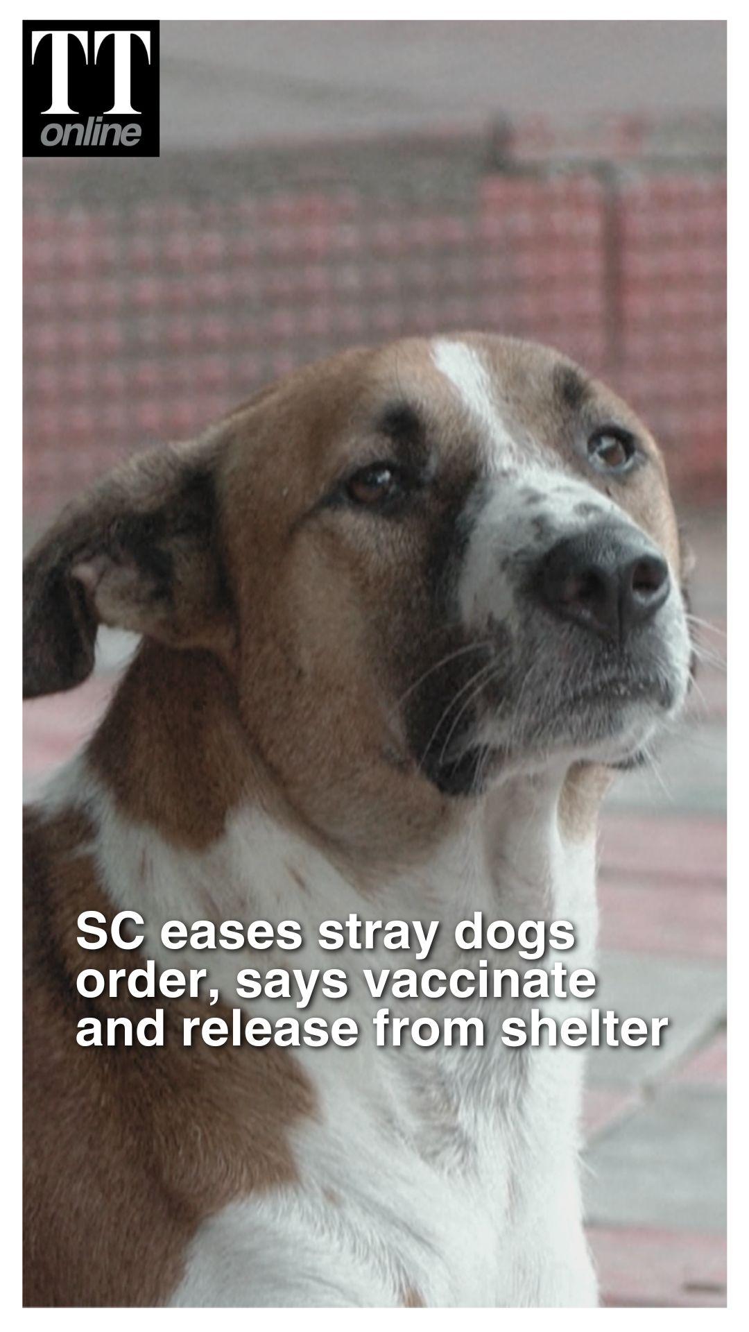 SC Stray Dogs Verdict: Vaccinated Dogs to Be Released, Aggressive Ones to Stay Sheltered