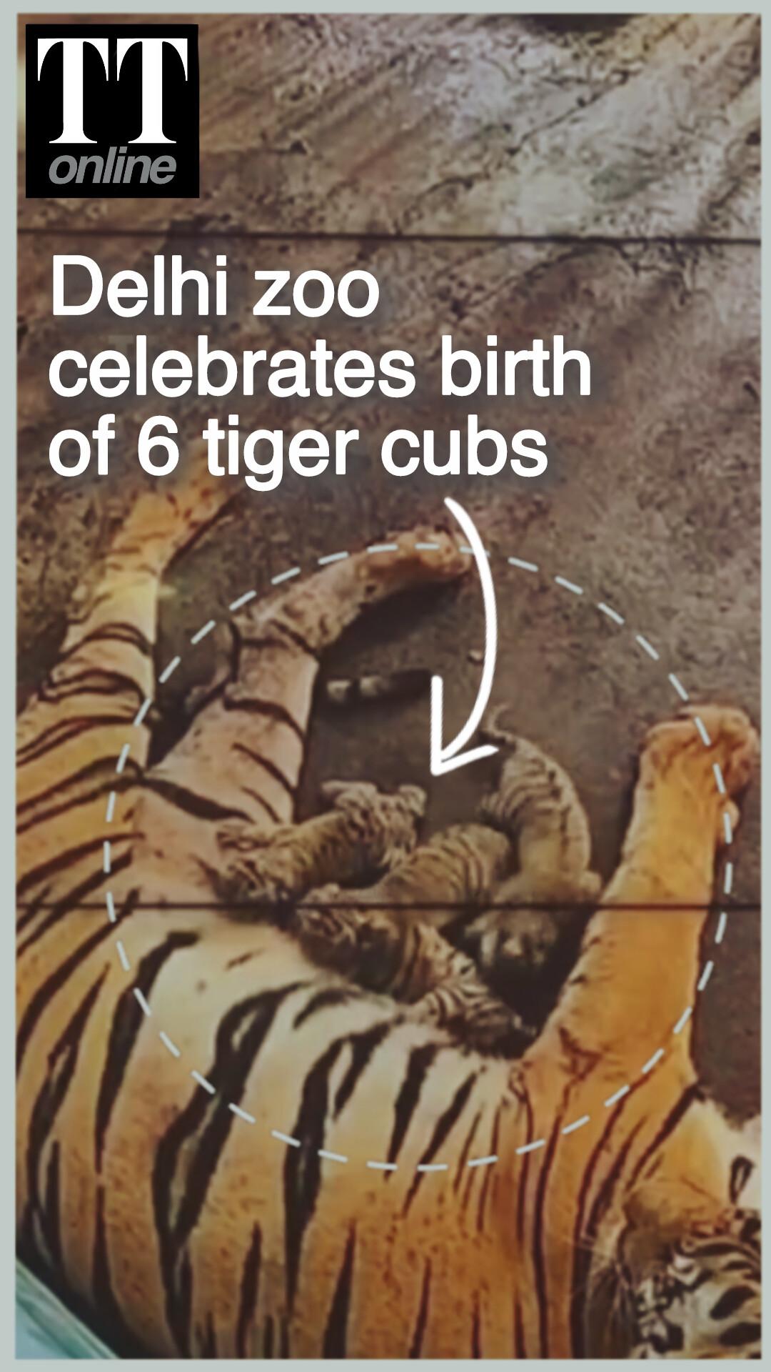Watch | Delhi Zoo Welcomes 6 Bengal Tiger Cubs, the Largest Litter in 20 Years