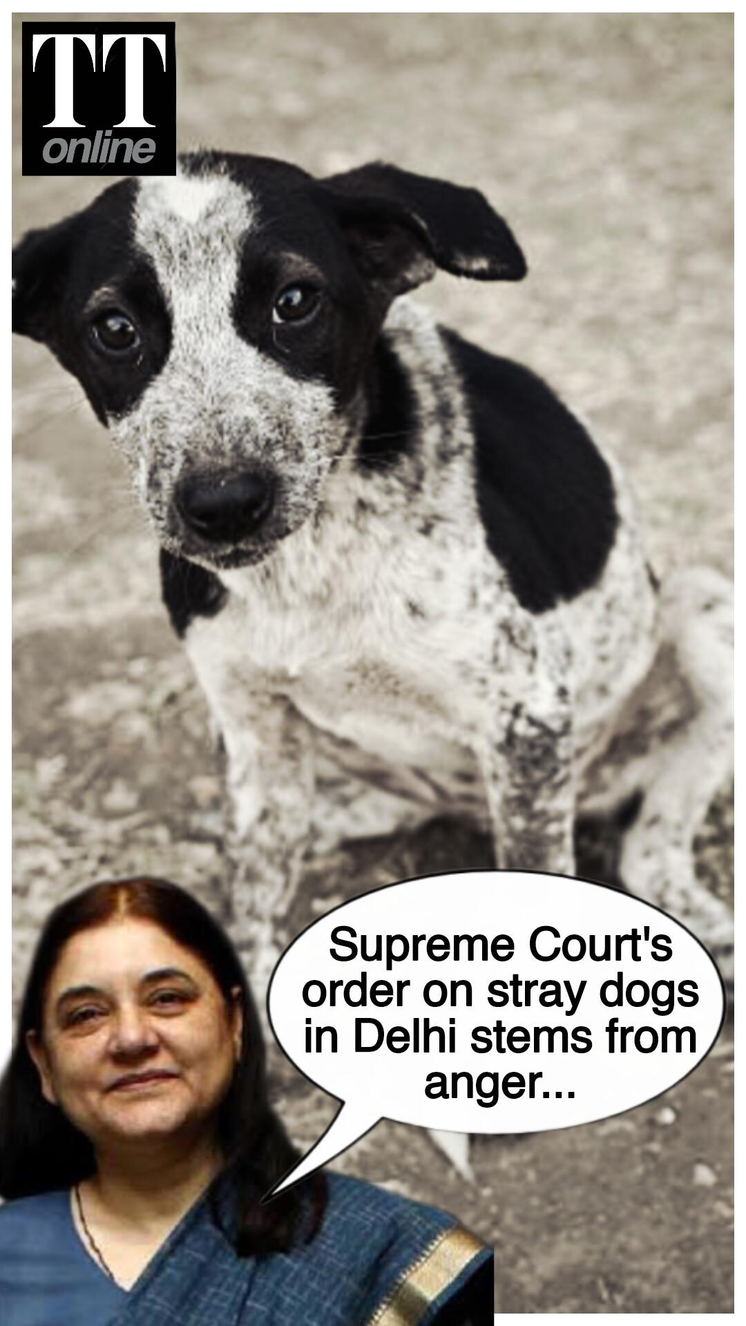 "Judgment Stems From Anger": Maneka Gandhi on Supreme Court's Stray Dogs Order
