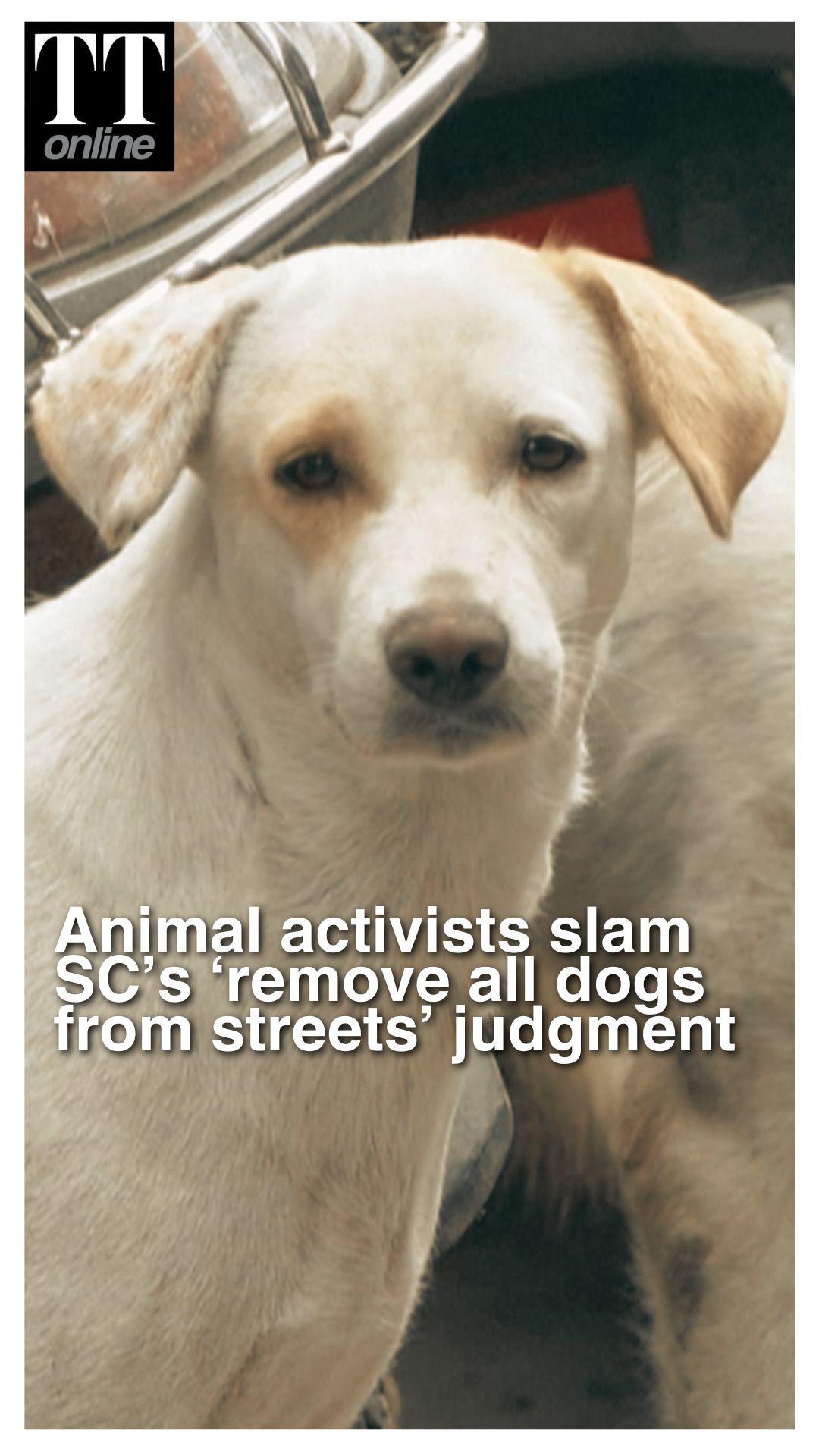 SC Orders to Remove All Stray Dogs From Delhi-NCR Streets Sparks Outrage