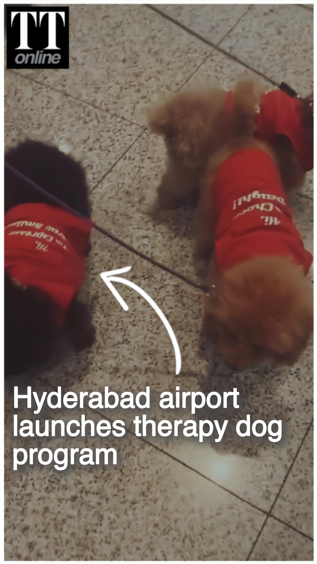 Next Time You're at Hyderabad Airport, These Toy Poodles Could Greet You