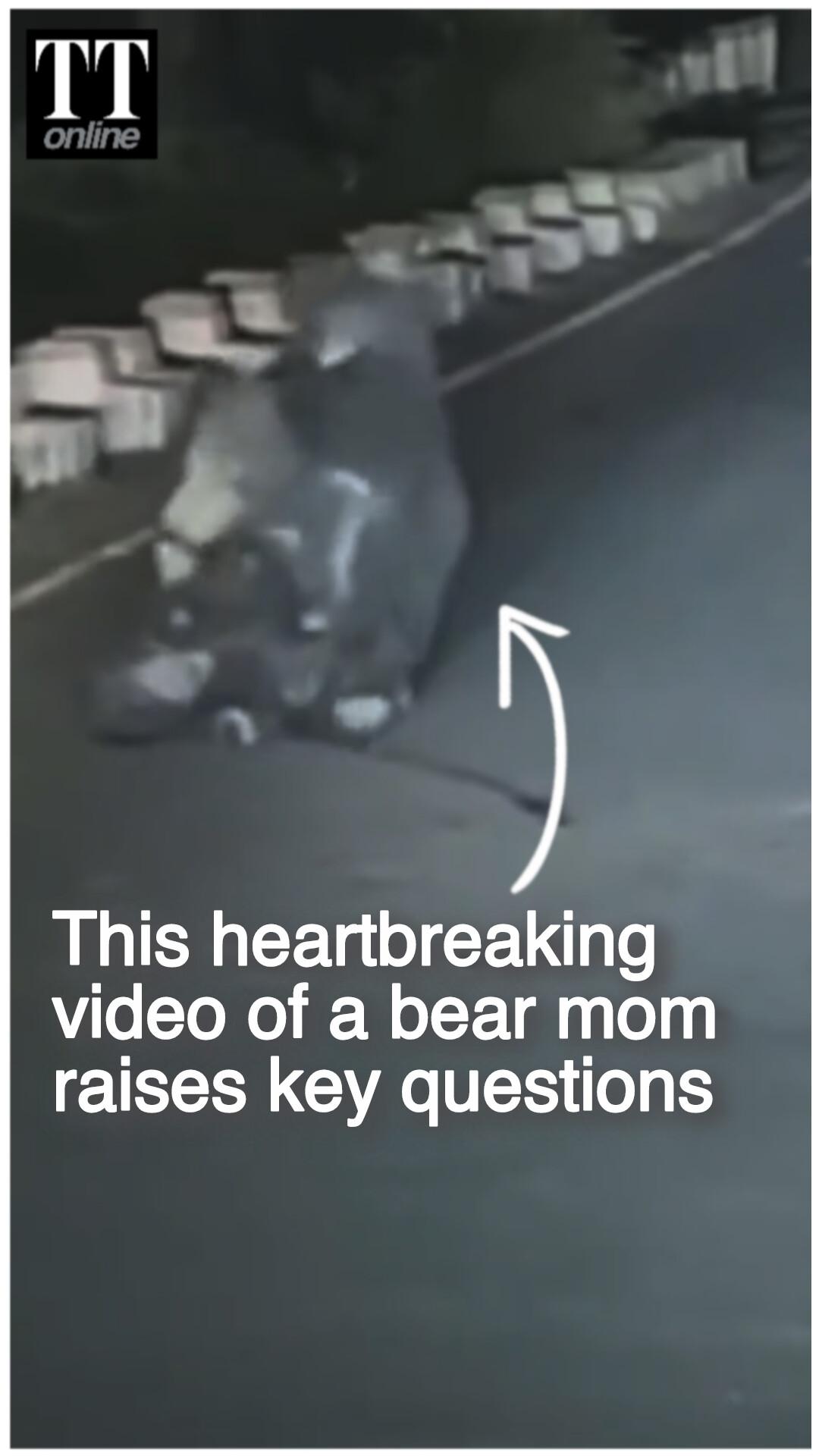 Bear Mom Desperately Tries to Revive Injured Cub Hit by Speeding Car, Video Sparks Outrage