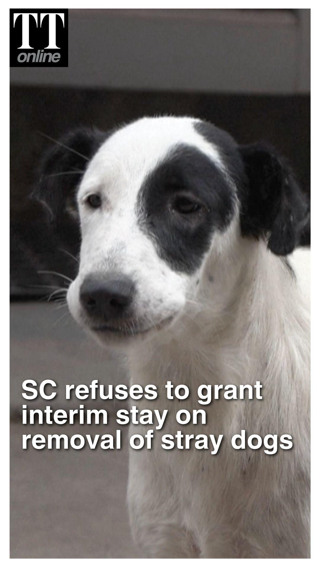 SC Reserves Verdict on Pleas Against Removal of Stray Dog From Streets of Delhi-NCR