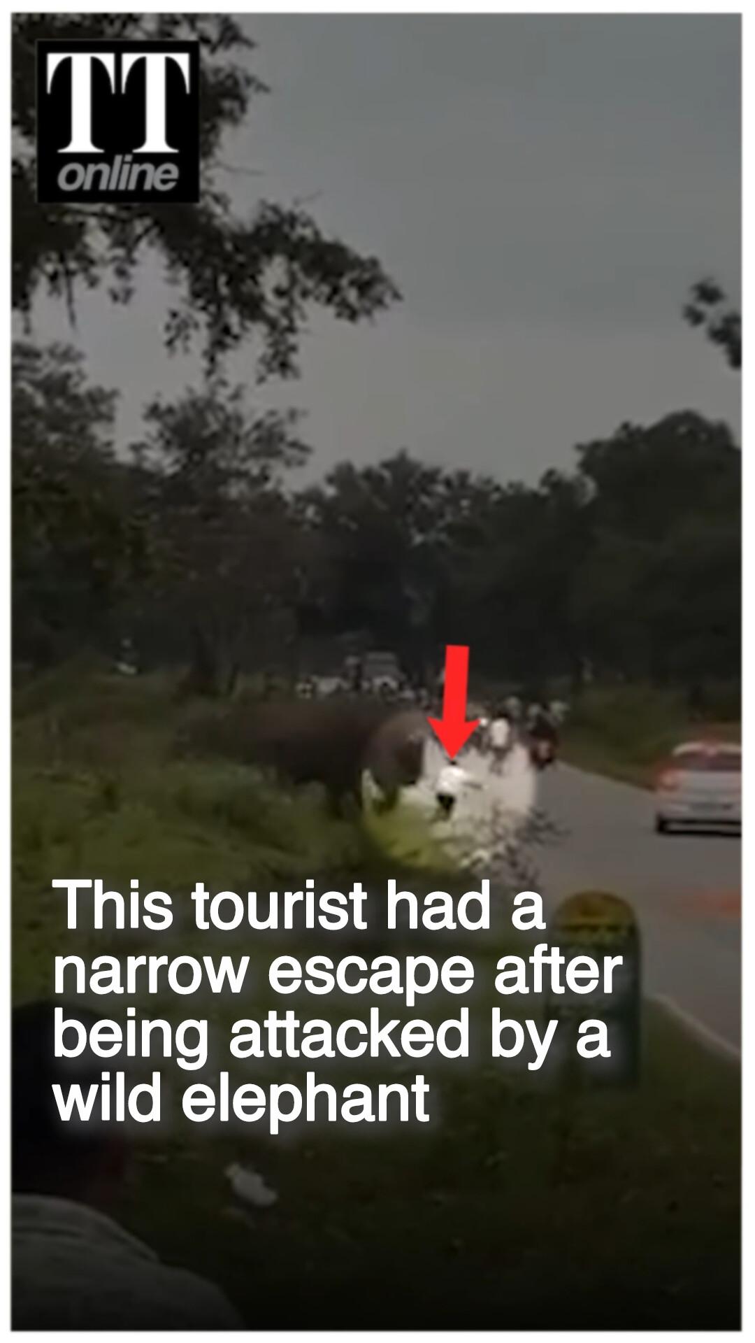Man Survives Tusker Attack After Attempt to Photograph, Video Raises Key Questions