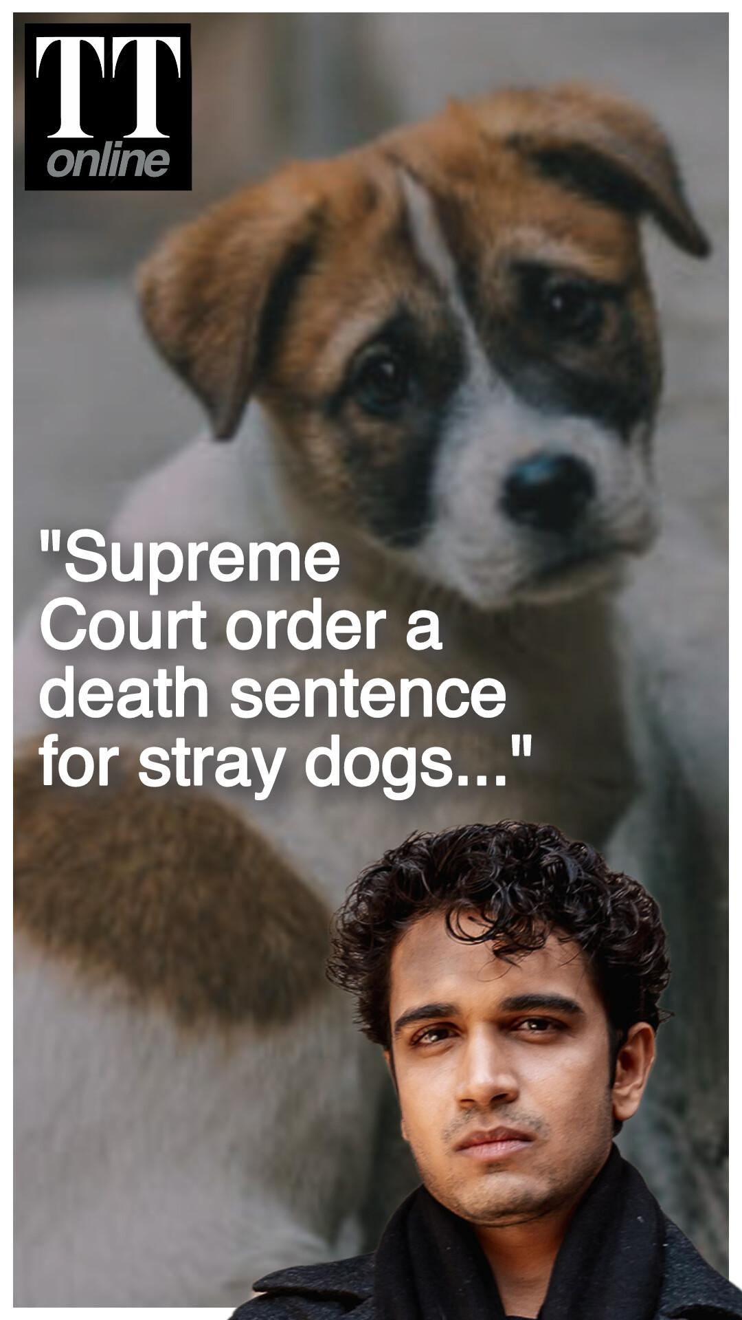 NCP Leader Hits Out at Supreme Court's Stray Dog Order — "Each One of us Must Raise our Voice"