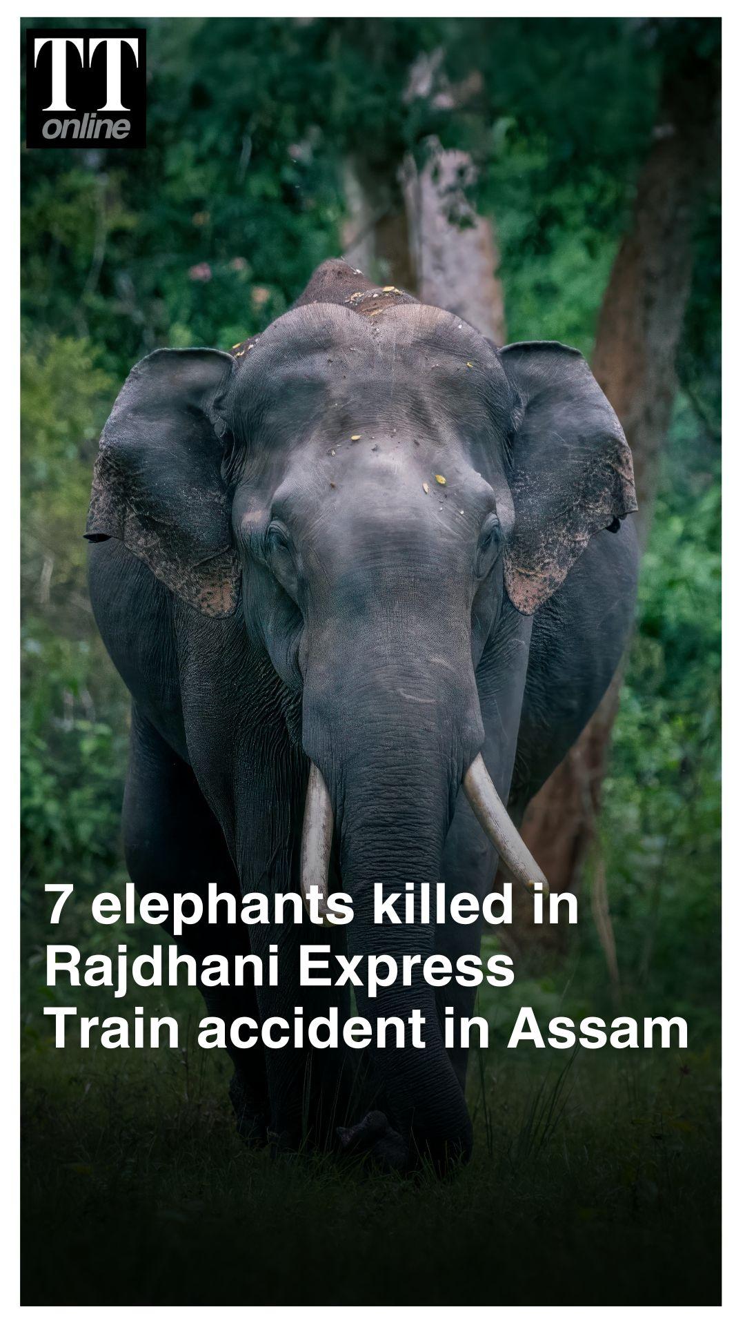 Rajdhani Express Collides with Elephant Herd in Assam, 7 Jumbos Killed