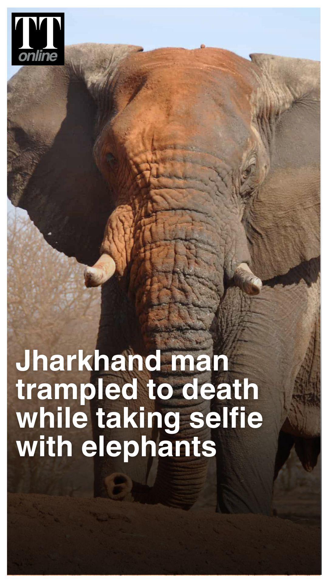 Five Trampled by Elephants in Jharkhand, One While Recording Selfies Near Roaming Herd