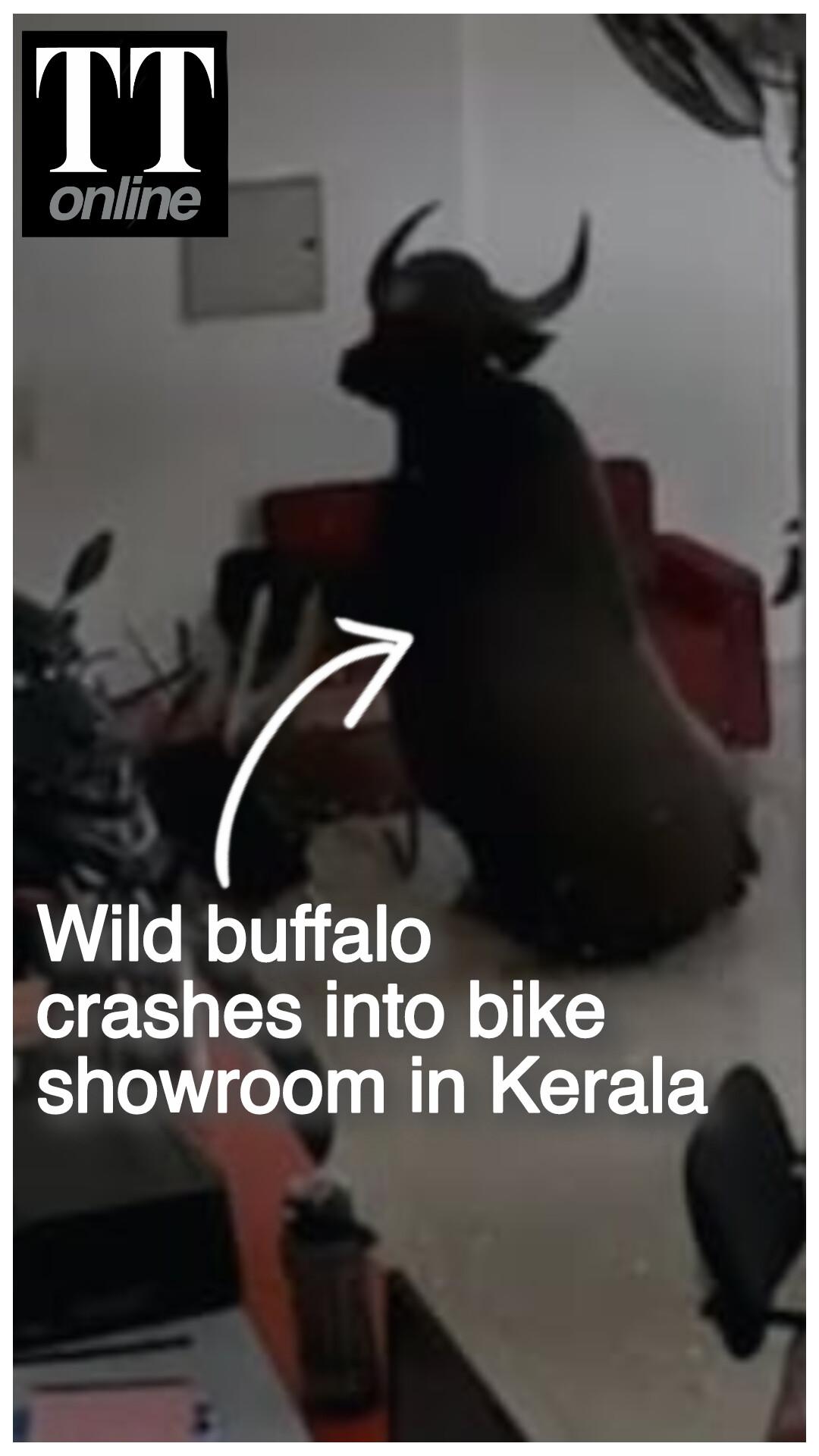 Watch | Exact Moment a Wild Buffalo Crashed Into a Bike Showroom in Kerala