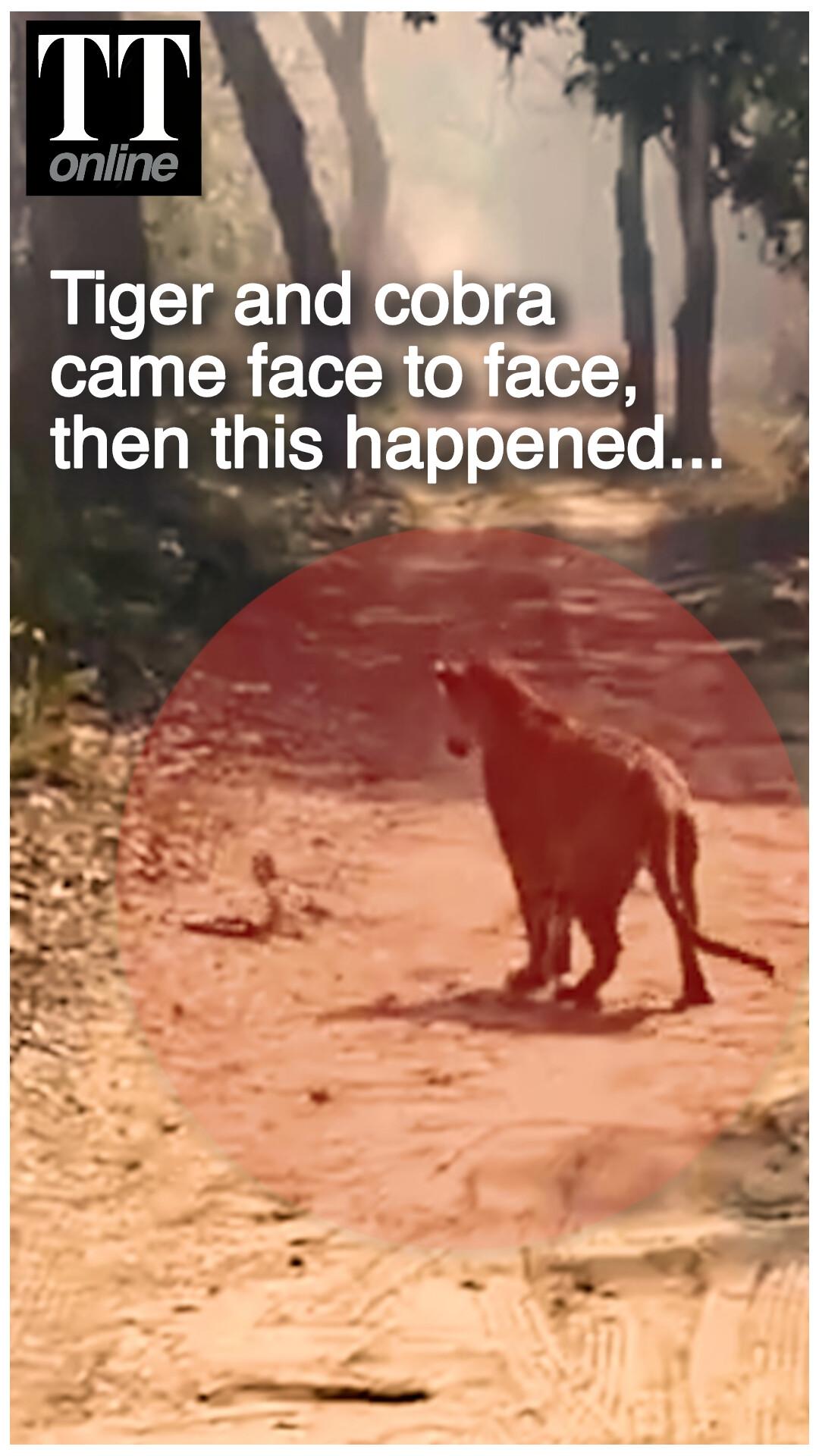 Watch | Moment a Tiger and a Cobra Came Face to Face at Pilibhit Tiger Reserve