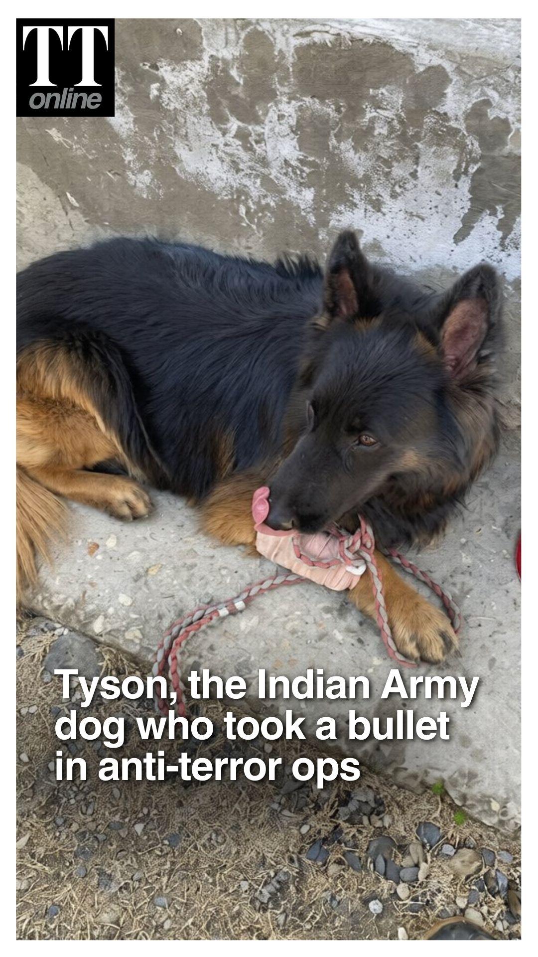 Indian Army Dog Tyson Shot While Leading Anti-Terror Operation In Kishtwar Is Now Recovering