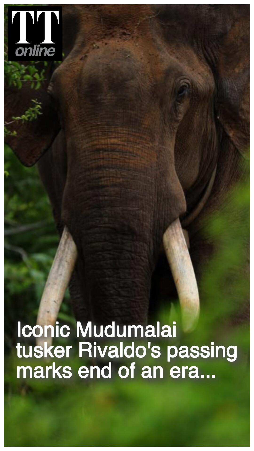 Mudumalai's Iconic Tusker Rivaldo Passes Away, His Death Marks End of an Era