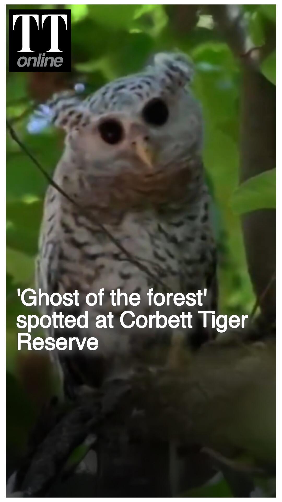 Watch | Rare Spot-bellied Eagle-owl Spotted at the Corbett Tiger Reserve
