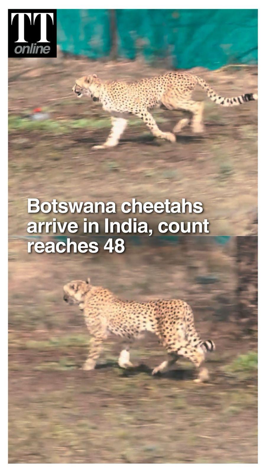 Botswana Cheetahs Boost India’s Mission As 9 More Arrive At Kuno, Count Reaches 48