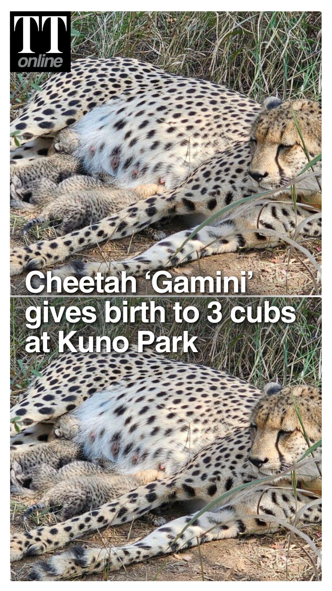 India's Cheetah Count Rises to 38 As 'Gamini' Gives Birth to Three Cubs at Kuno