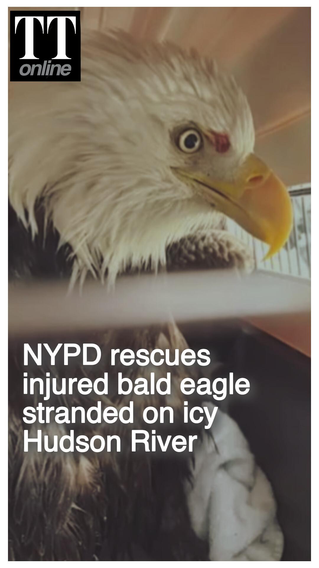 Moment NYPD Officials Rescued an Injured Eagle While Patrolling Over Hudson River