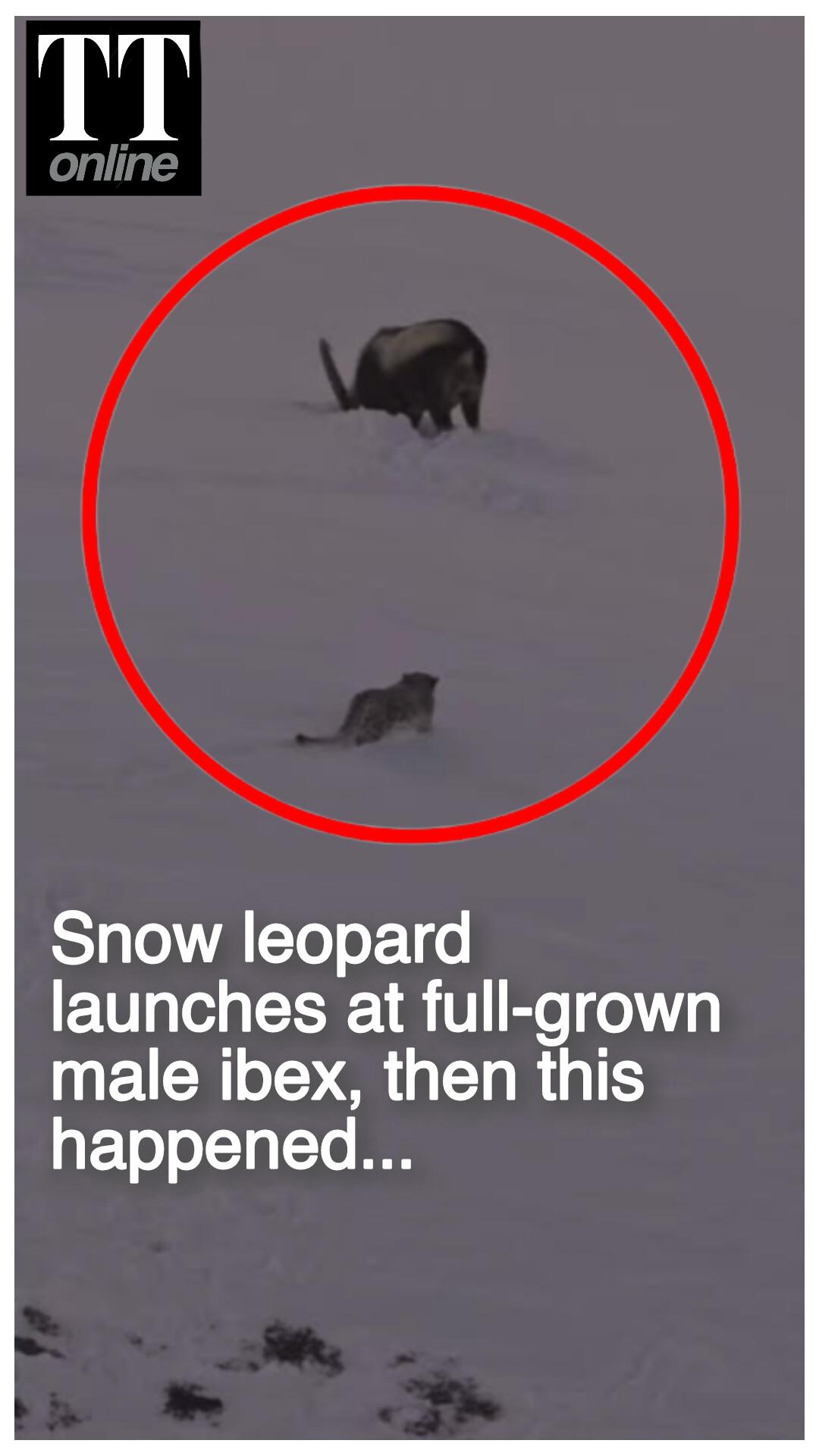 Watch | Snow Leopard’s High-risk Ibex Hunt Plays Out in Himachal’s Spiti Valley