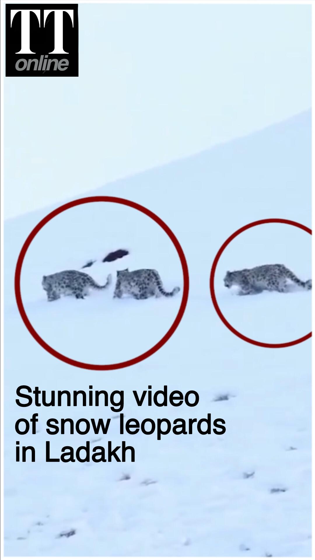 Watch | Rare Video of 3 Snow Leopards Spotted in Ladakh Amid Heavy Snowfall