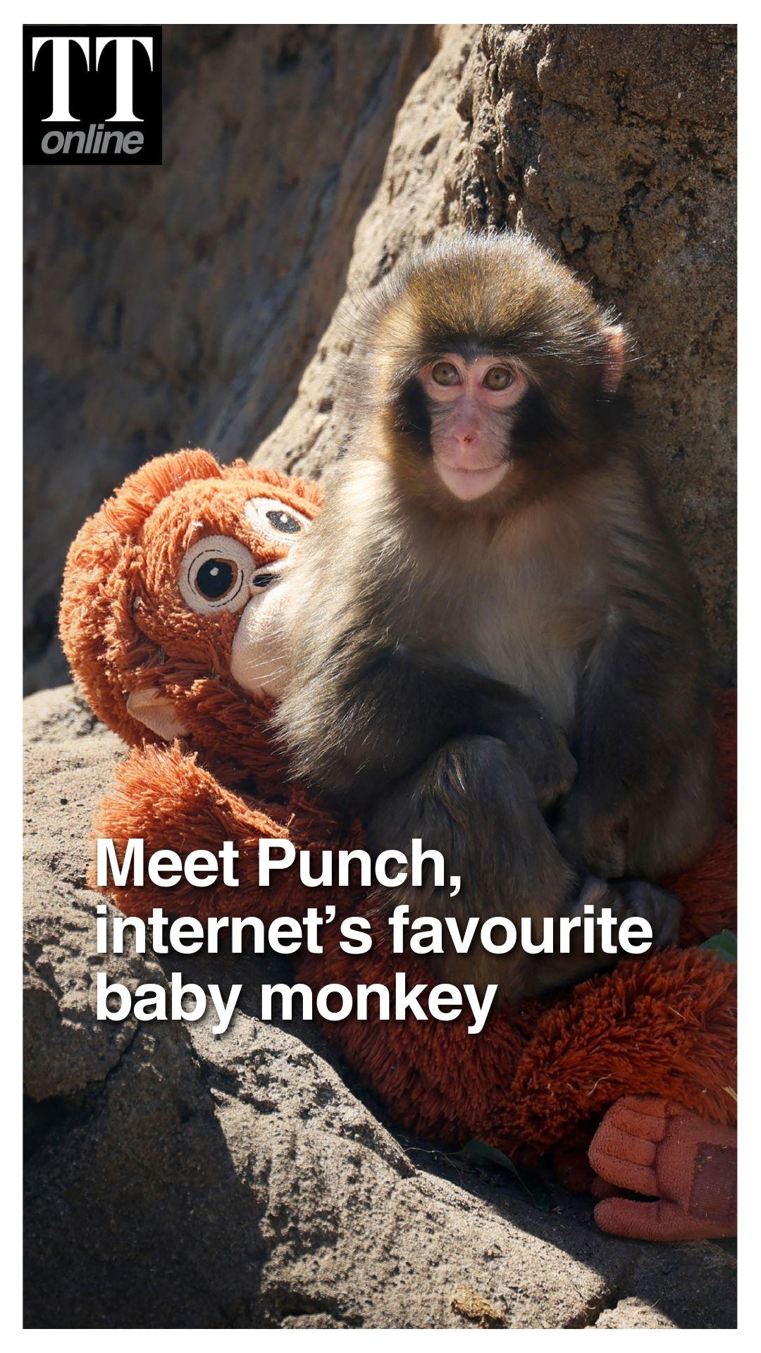 From Abandoned at Birth To Viral Star: This is The Incredible Story Of Baby Monkey Punch-kun