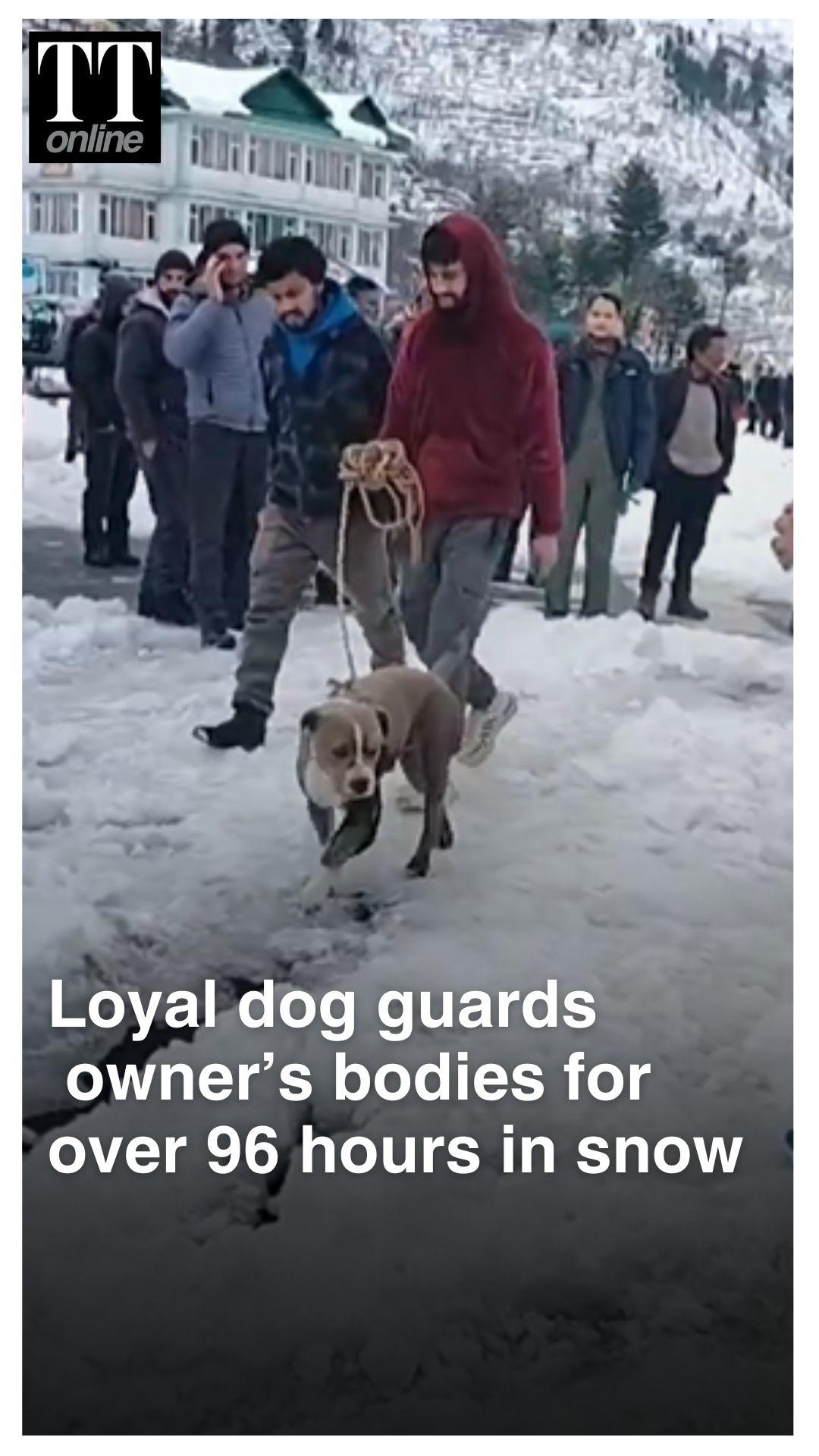 Pet Dog Guards Owners’ Bodies for 4 Days in Snowbound Chamba