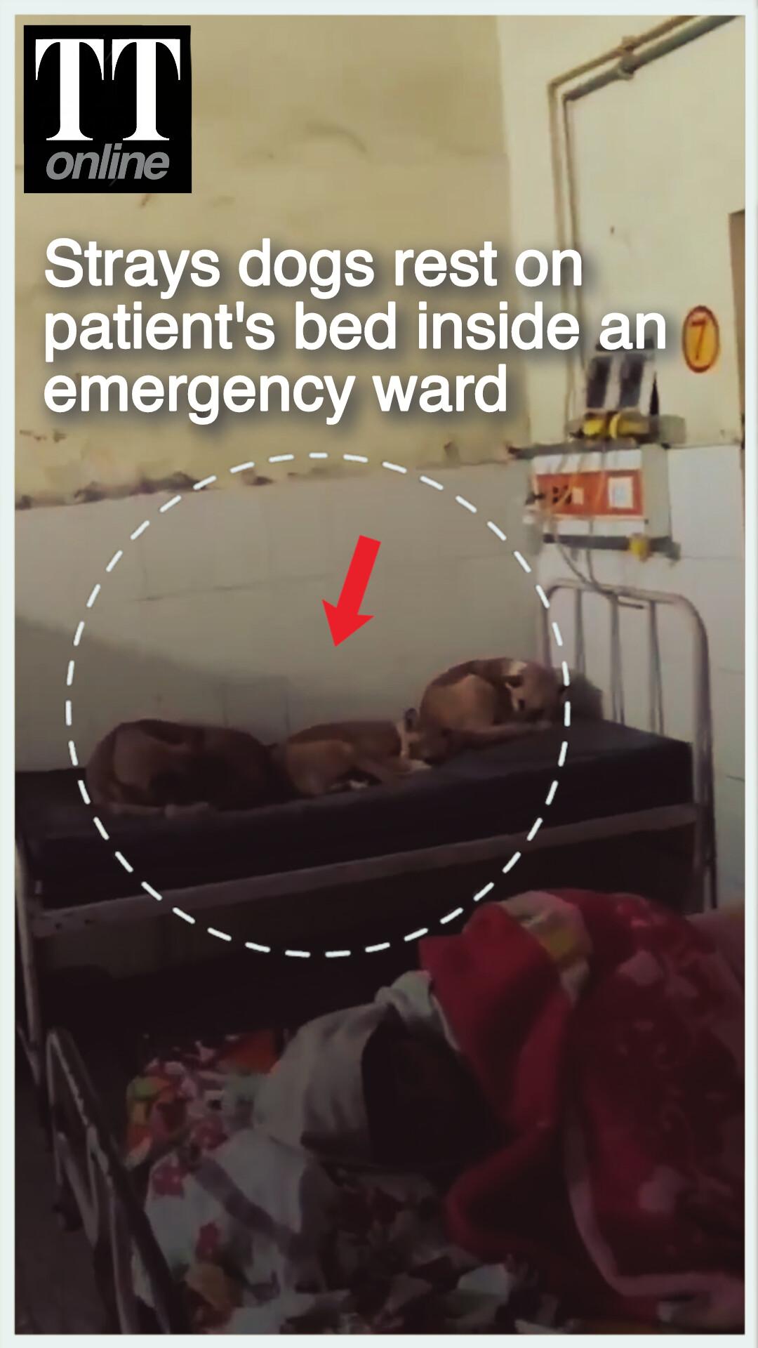 After Rats, Dogs — New Video of Poor Hygiene at Gonda Medical College Surfaces