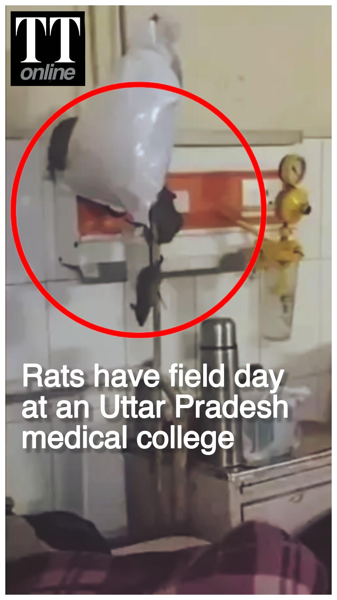 Watch | Rats Roaming Freely on Patients' Beds Inside UP's Gonda Medical College