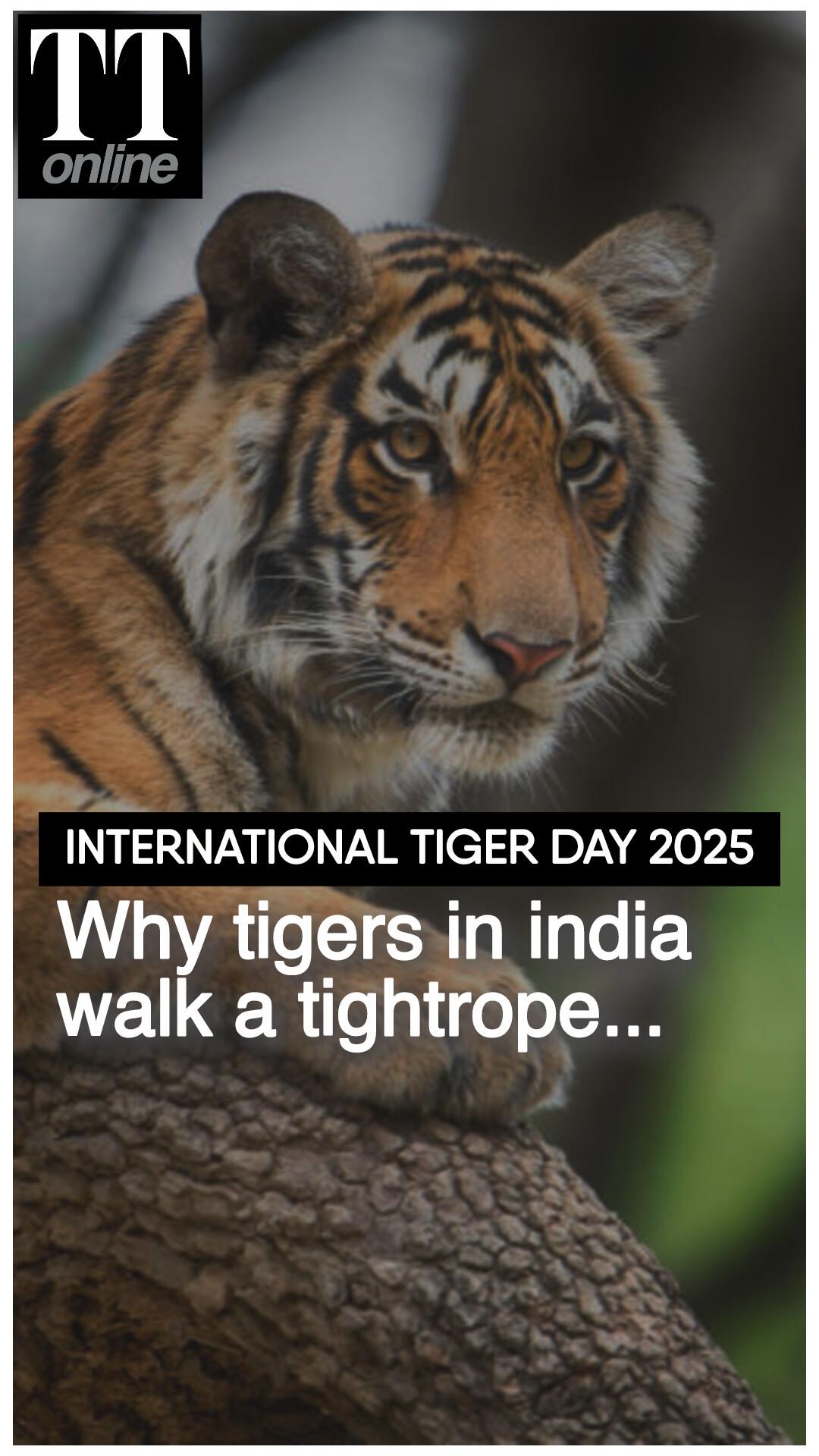 Global Tiger Day: India Celebrates Success, But the Tiger Still Walks A Tightrope