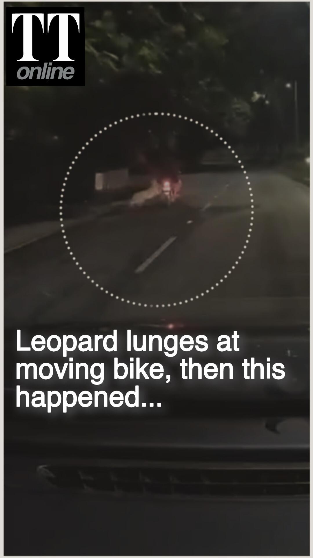 Dashcam Captures Chilling Video of a Leopard Lunging at a Moving Bike in Tirupati
