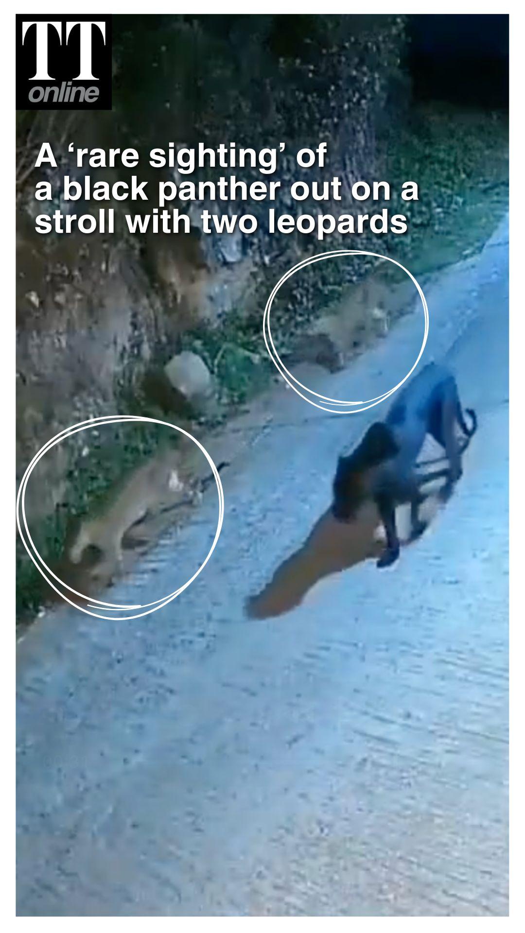Black Panther, Two Leopards Spotted in Nilgiris in 'Rare Sighting'