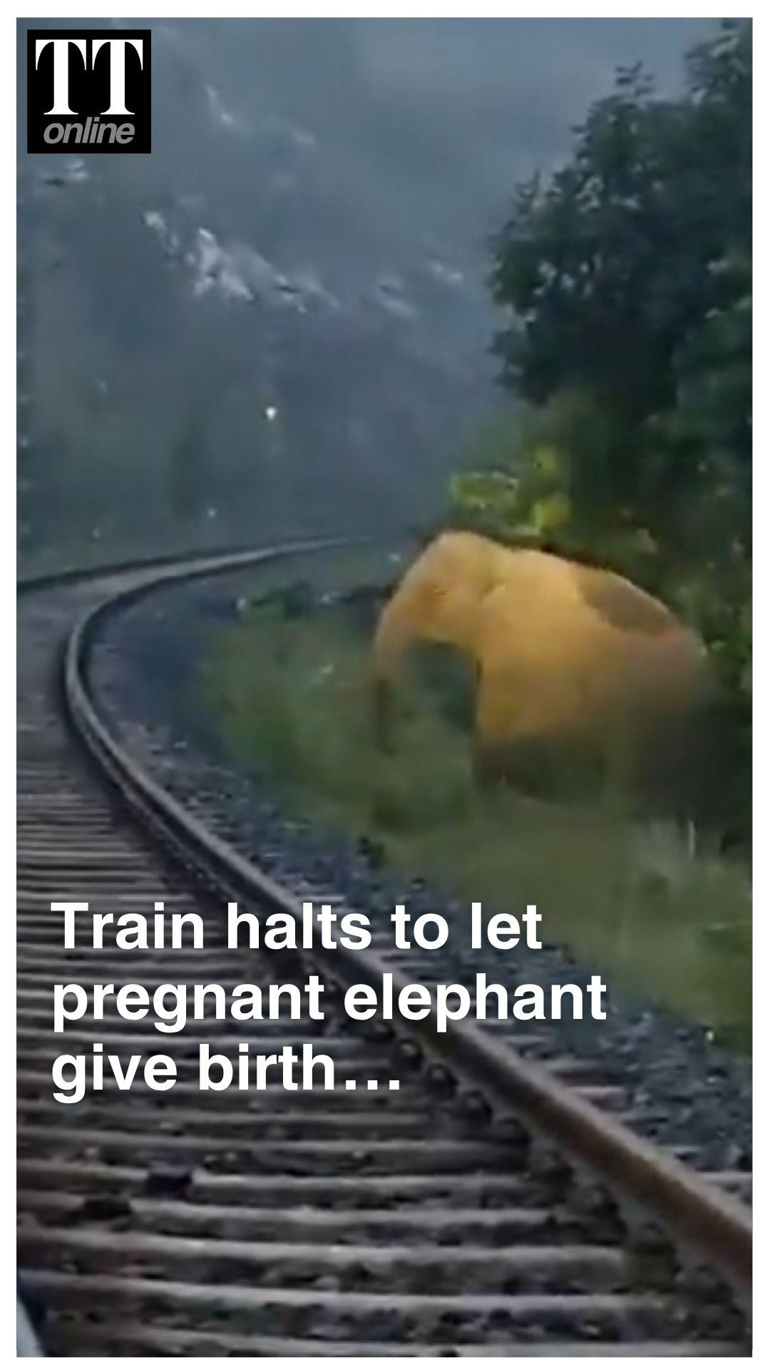 Train Halts for 2 Hours As Elephant Gives Birth Near Track, Then This Happened...