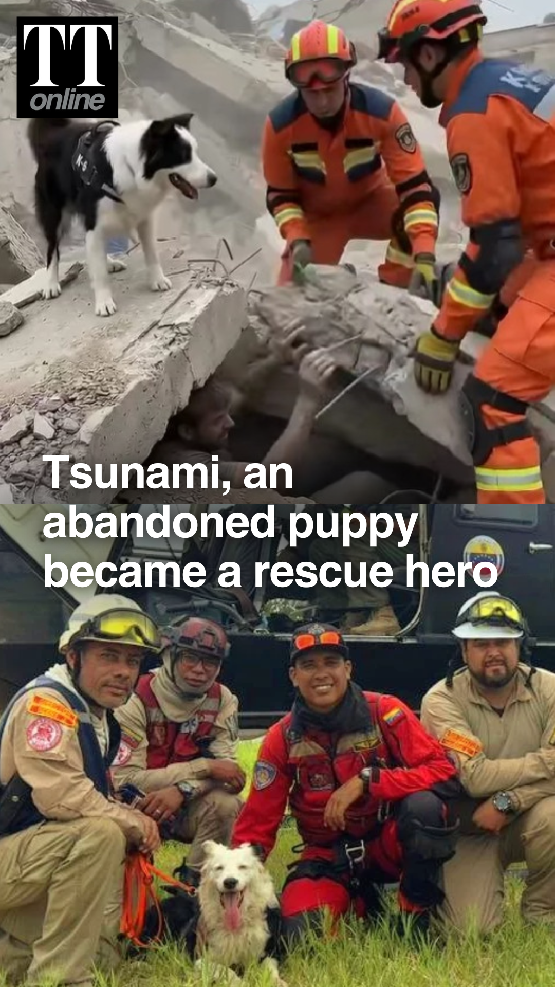 Meet Tsunami the Rescue Dog: From Abandoned Puppy to Earthquake Hero