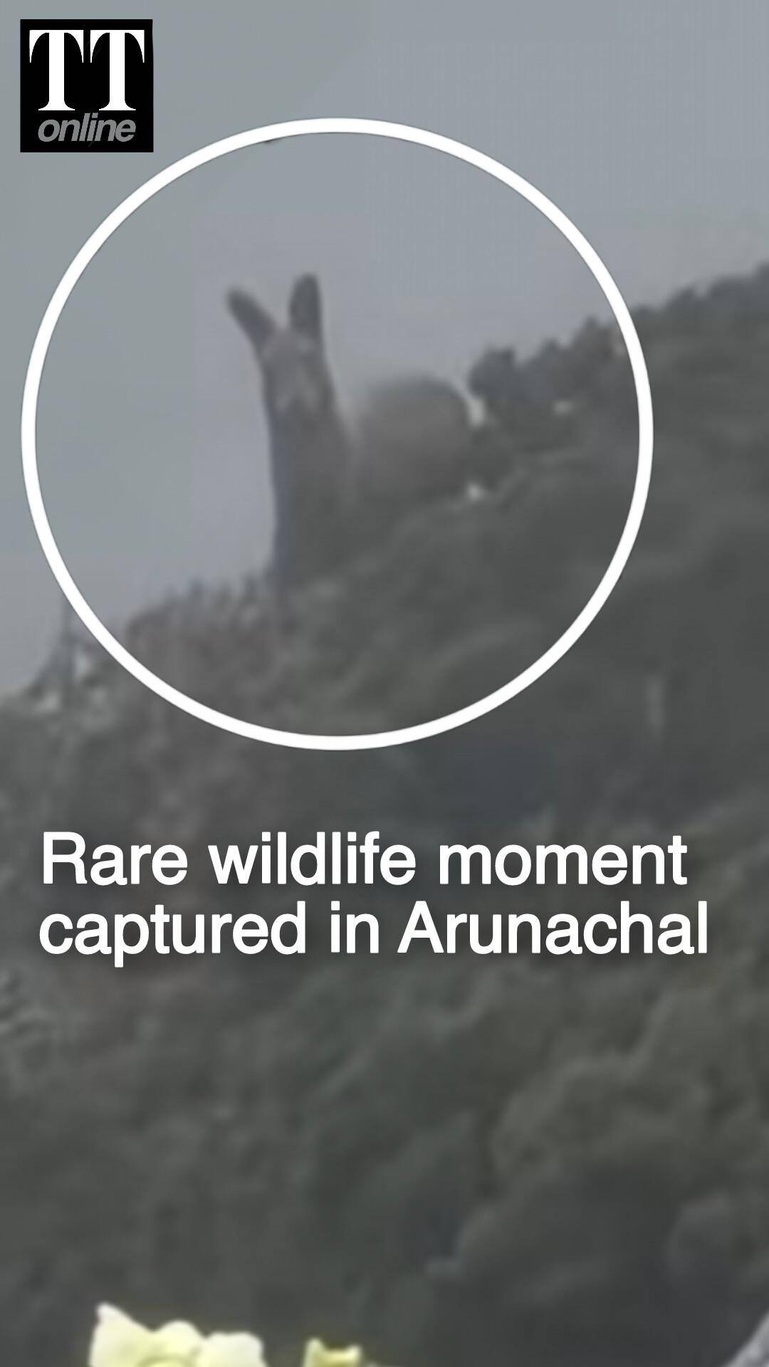 Rare, Endangered Himalayan Musk Deer Spotted in High-altitude Anini in Arunachal