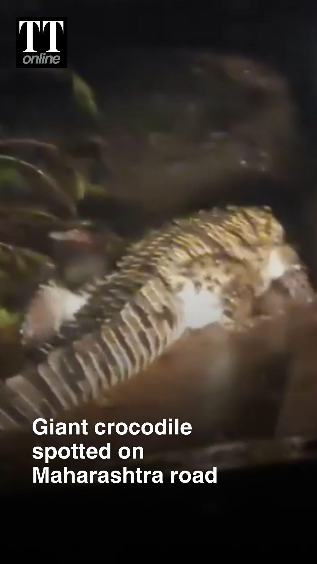 Giant Crocodile Spotted Roaming Along Road in Maharashtra’s Birwadi as Water Level Recedes