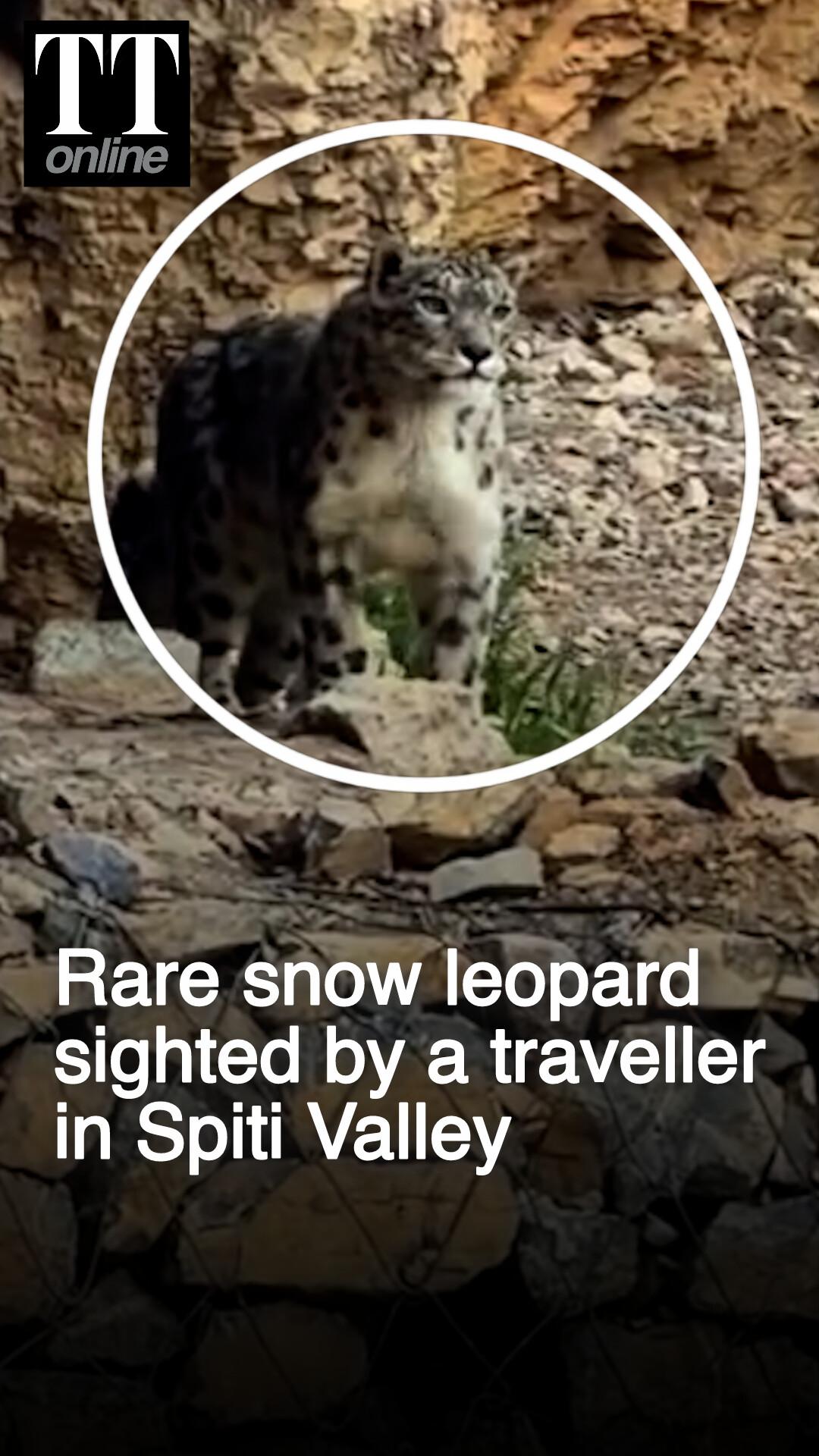 Snow Leopard Sighted by Traveller Casually Walking on a Road in Hikkim, Spiti Valley