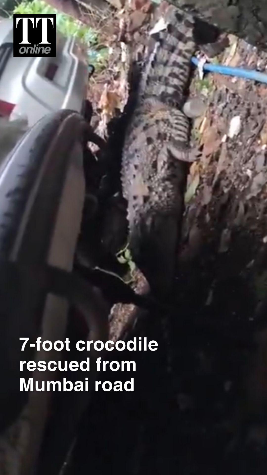 WATCH | Amid Heavy Rain, 7-Foot Crocodile Rescued Near Mumbai's Powai NITIE Area