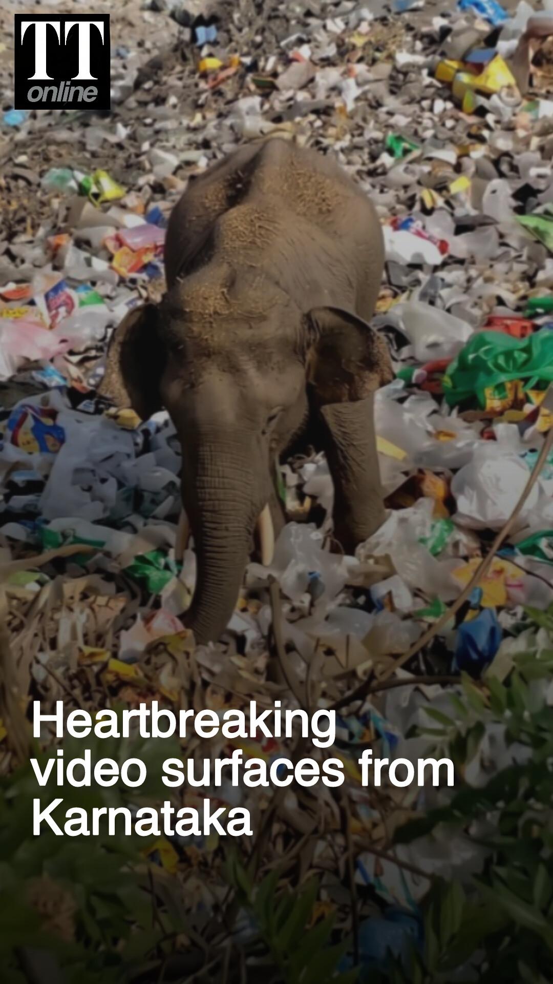 Wild elephant Seen Scavenging Through Plastic Waste for Food in MM Hills, Karnataka